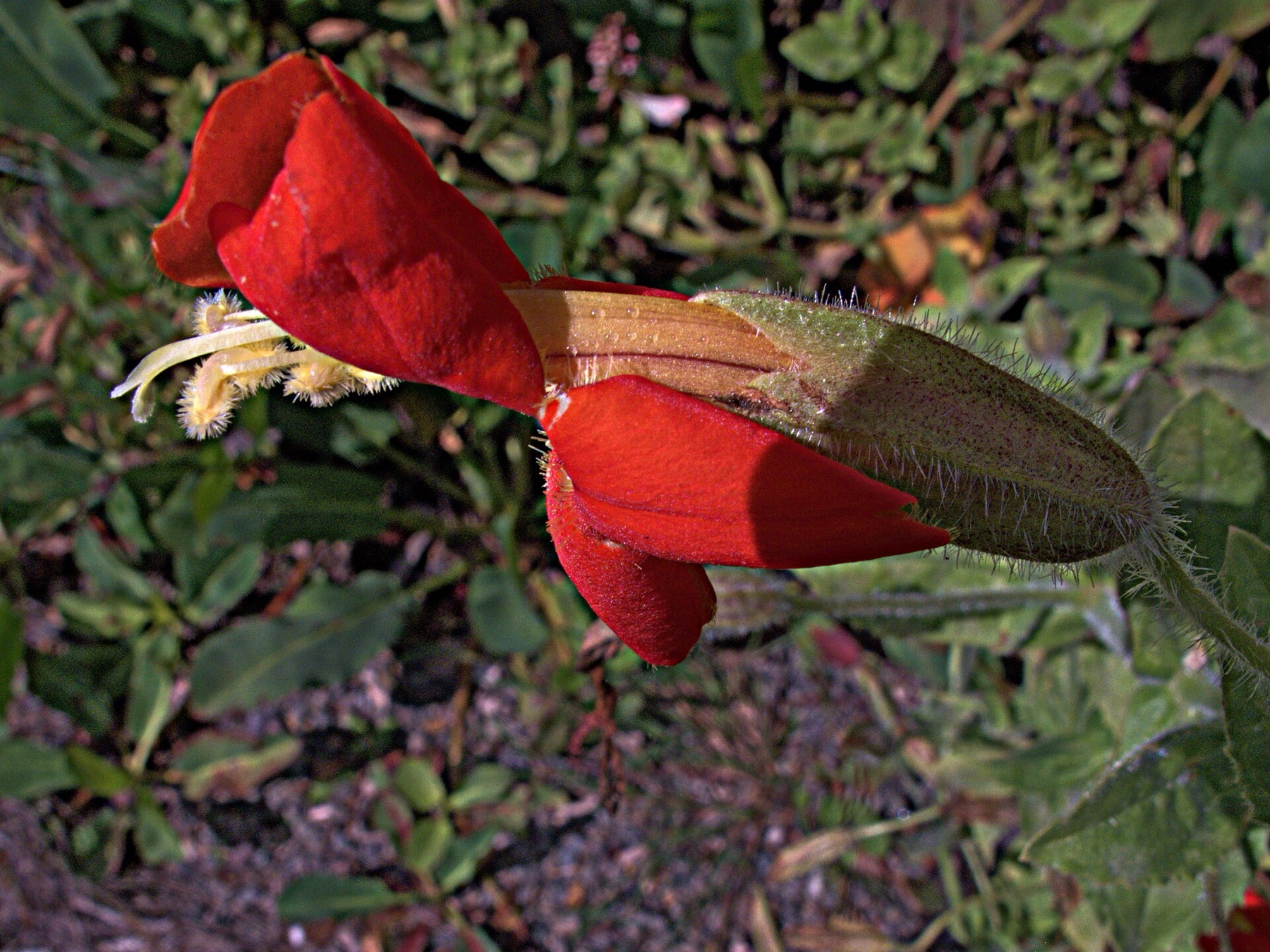 Scarlet Monkeyflower — photo 17