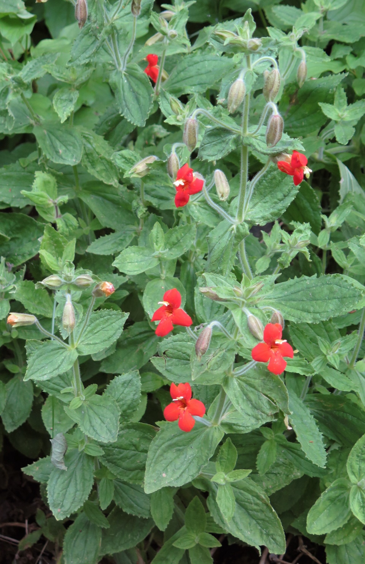 Scarlet Monkeyflower — photo 18