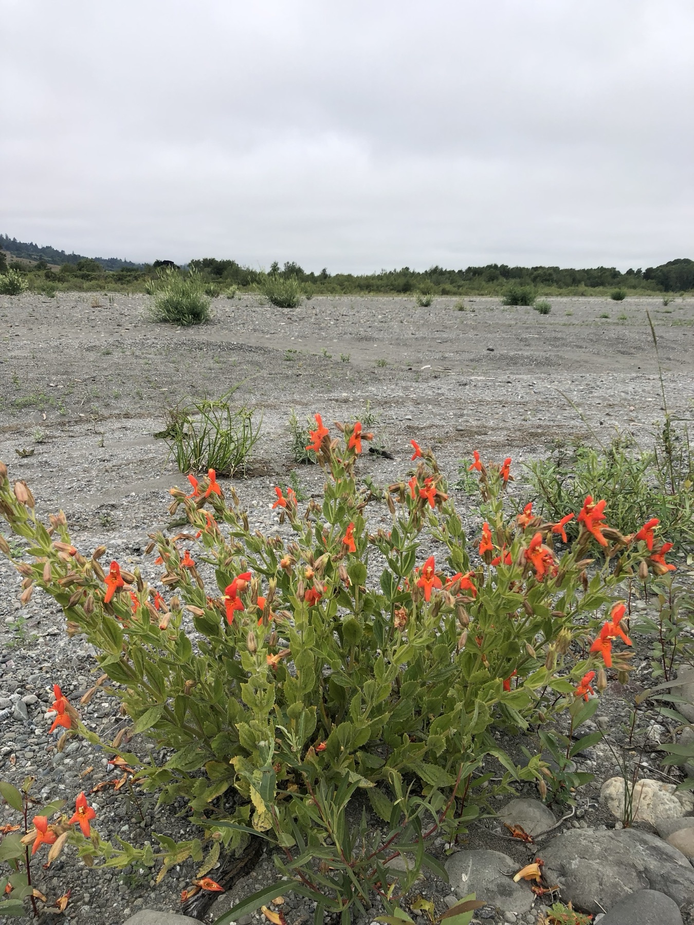 Scarlet Monkeyflower — photo 20
