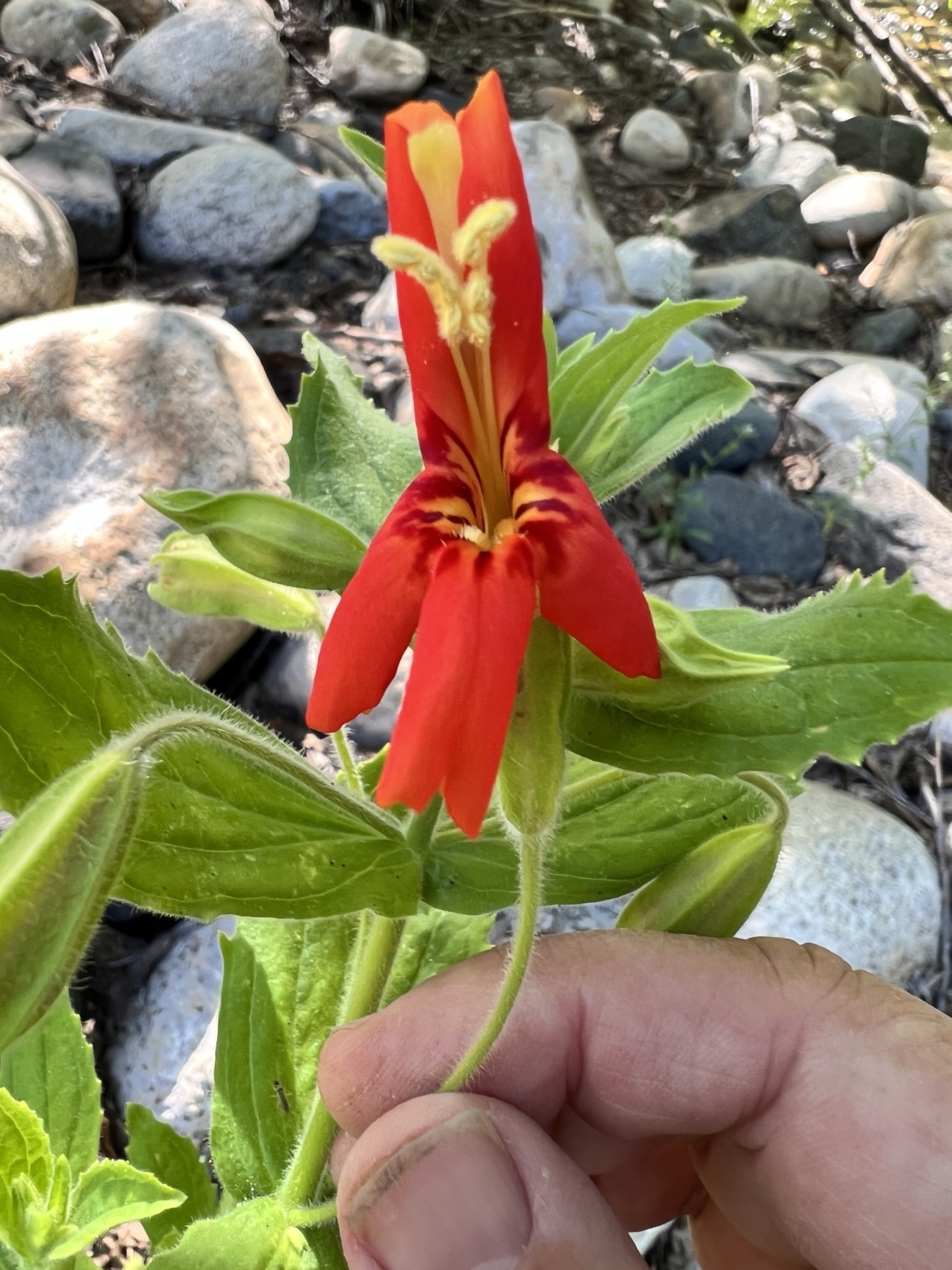 Scarlet Monkeyflower — photo 21