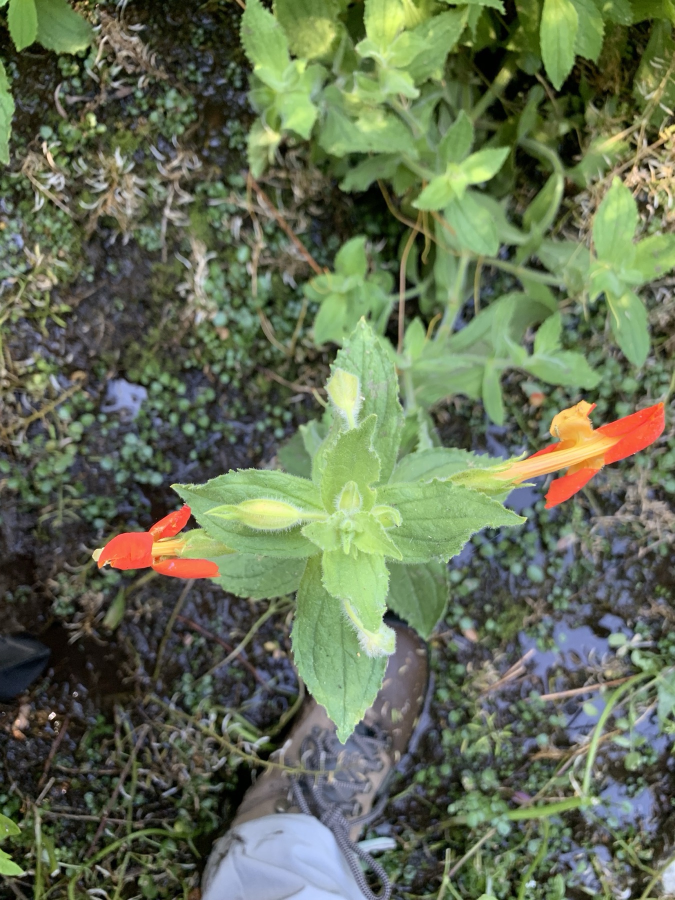 Scarlet Monkeyflower — photo 22