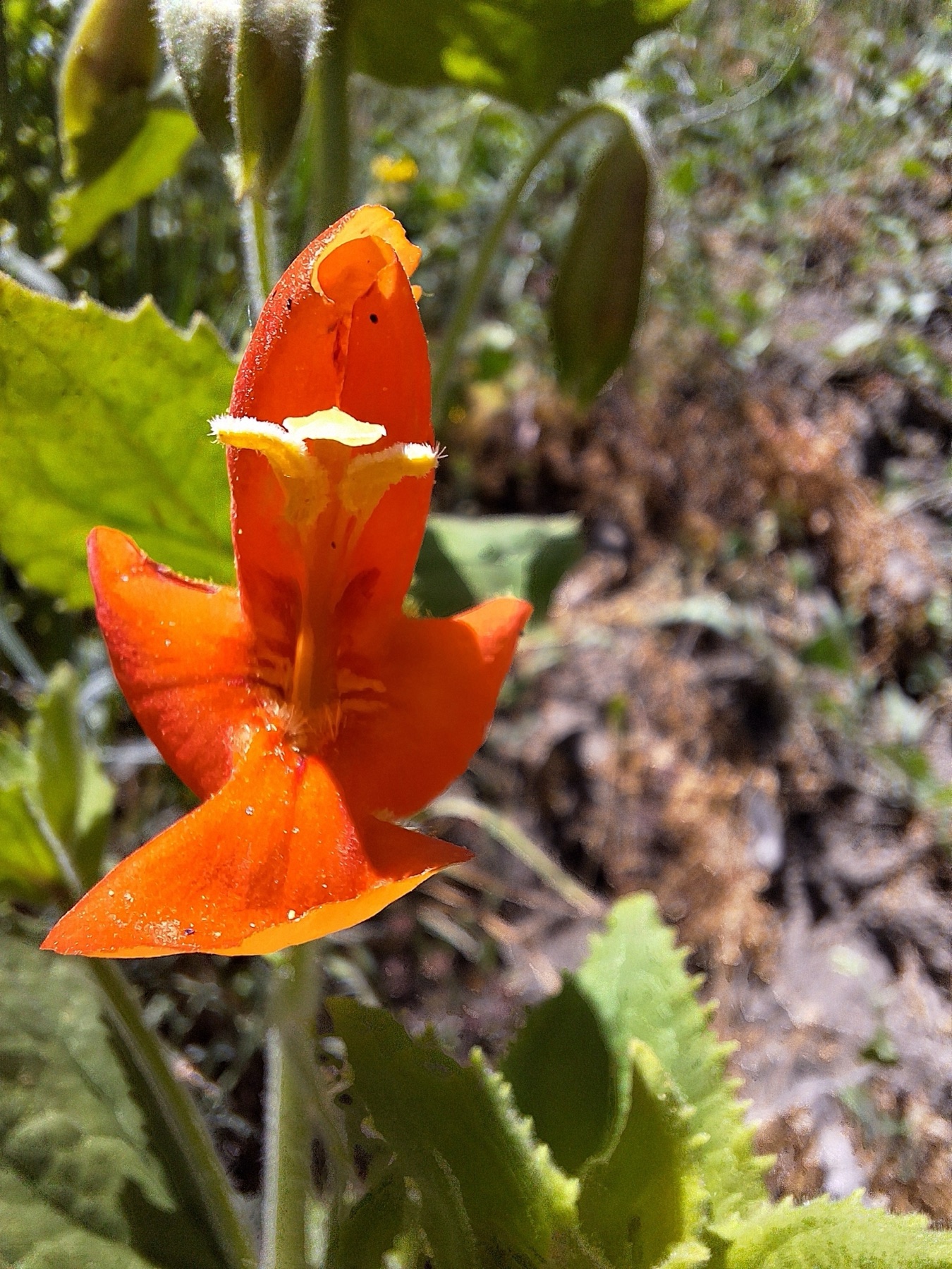 Scarlet Monkeyflower — photo 23