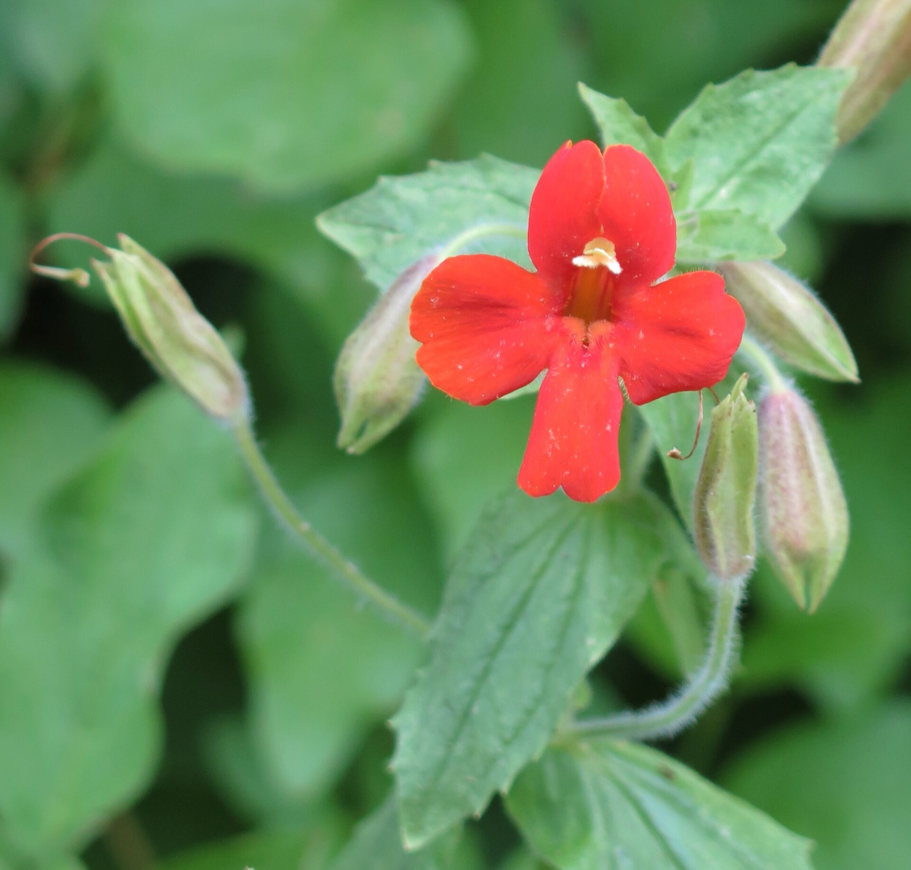 Scarlet Monkeyflower — photo 1