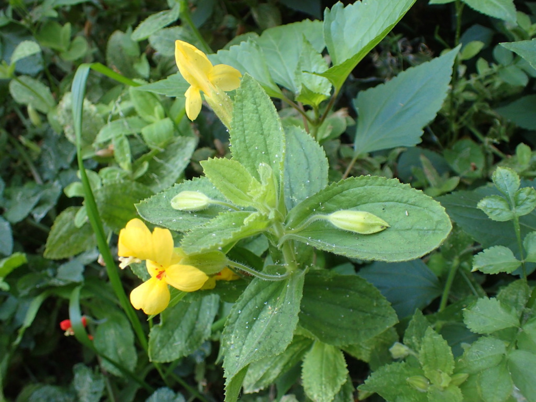 Scarlet Monkeyflower — photo 2