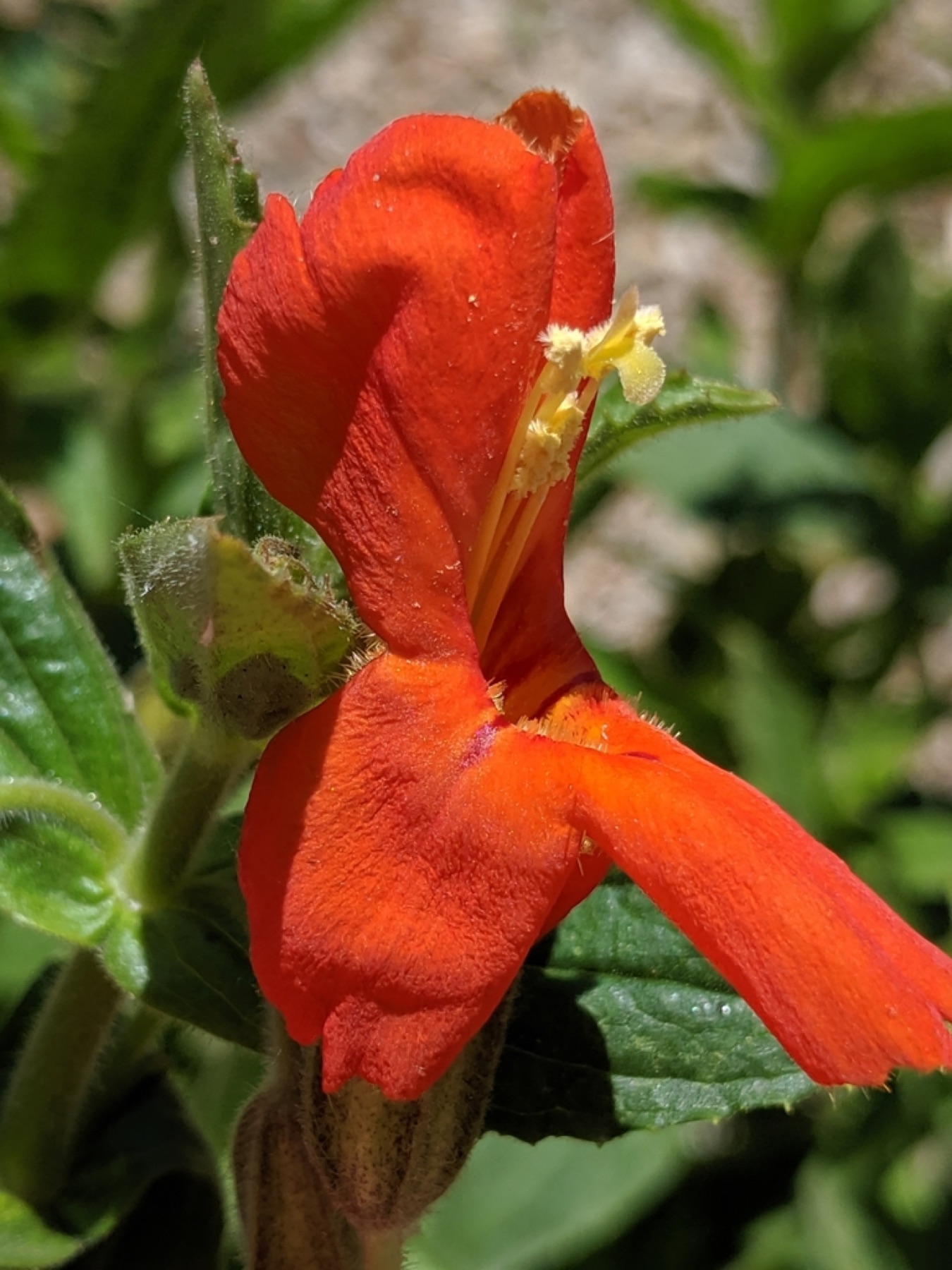 Scarlet Monkeyflower — photo 3