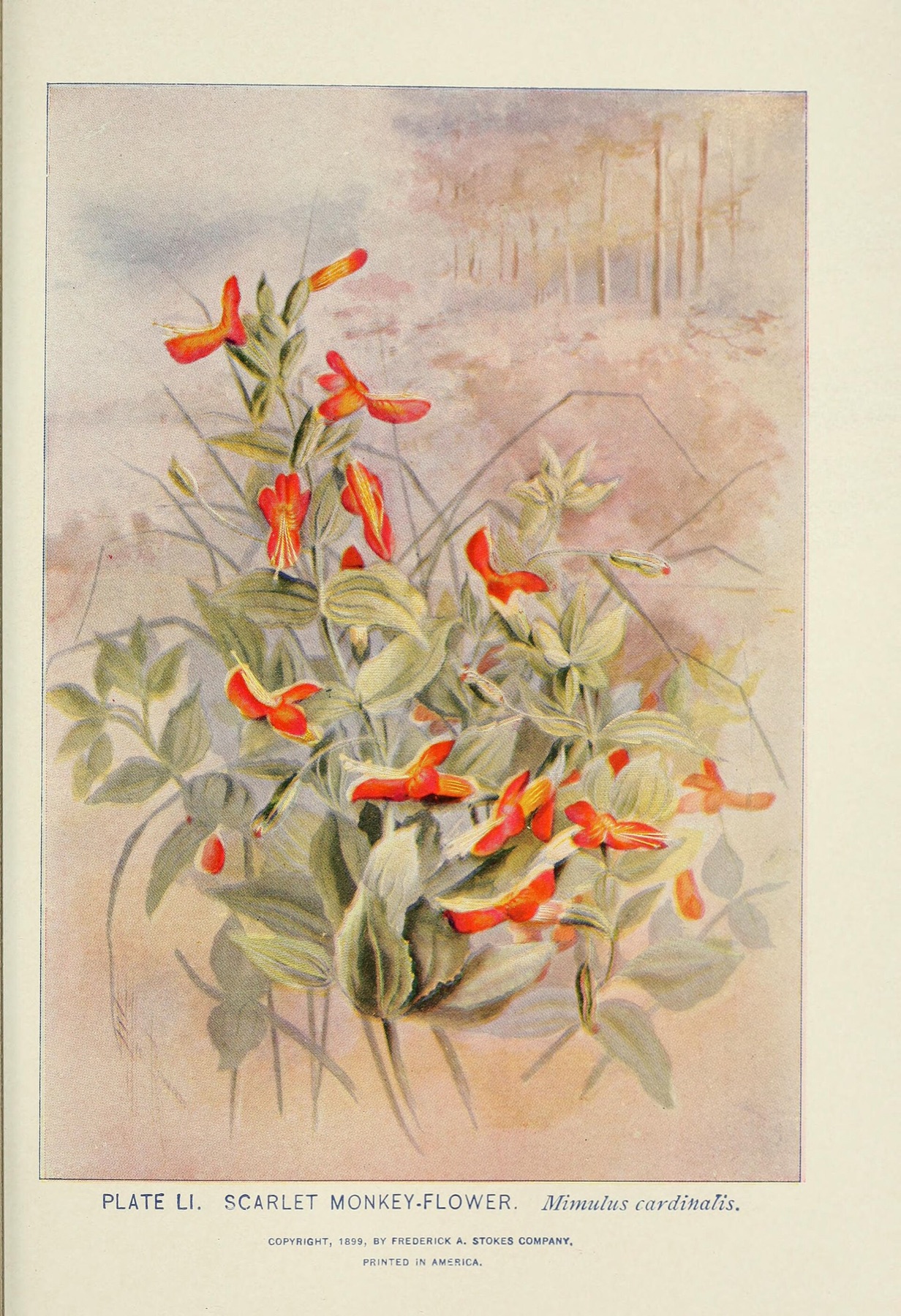 Scarlet Monkeyflower — photo 4