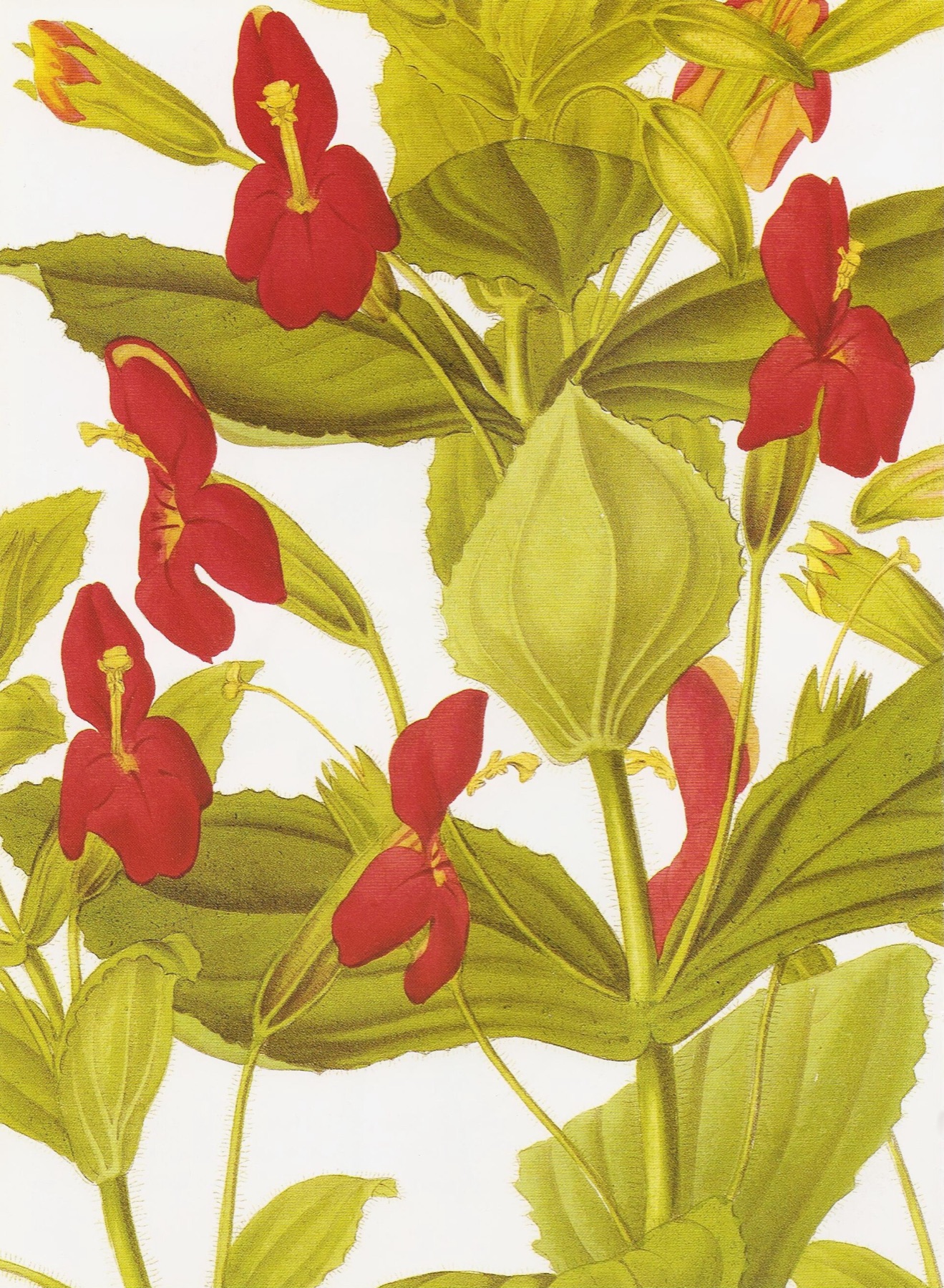 Scarlet Monkeyflower — photo 5