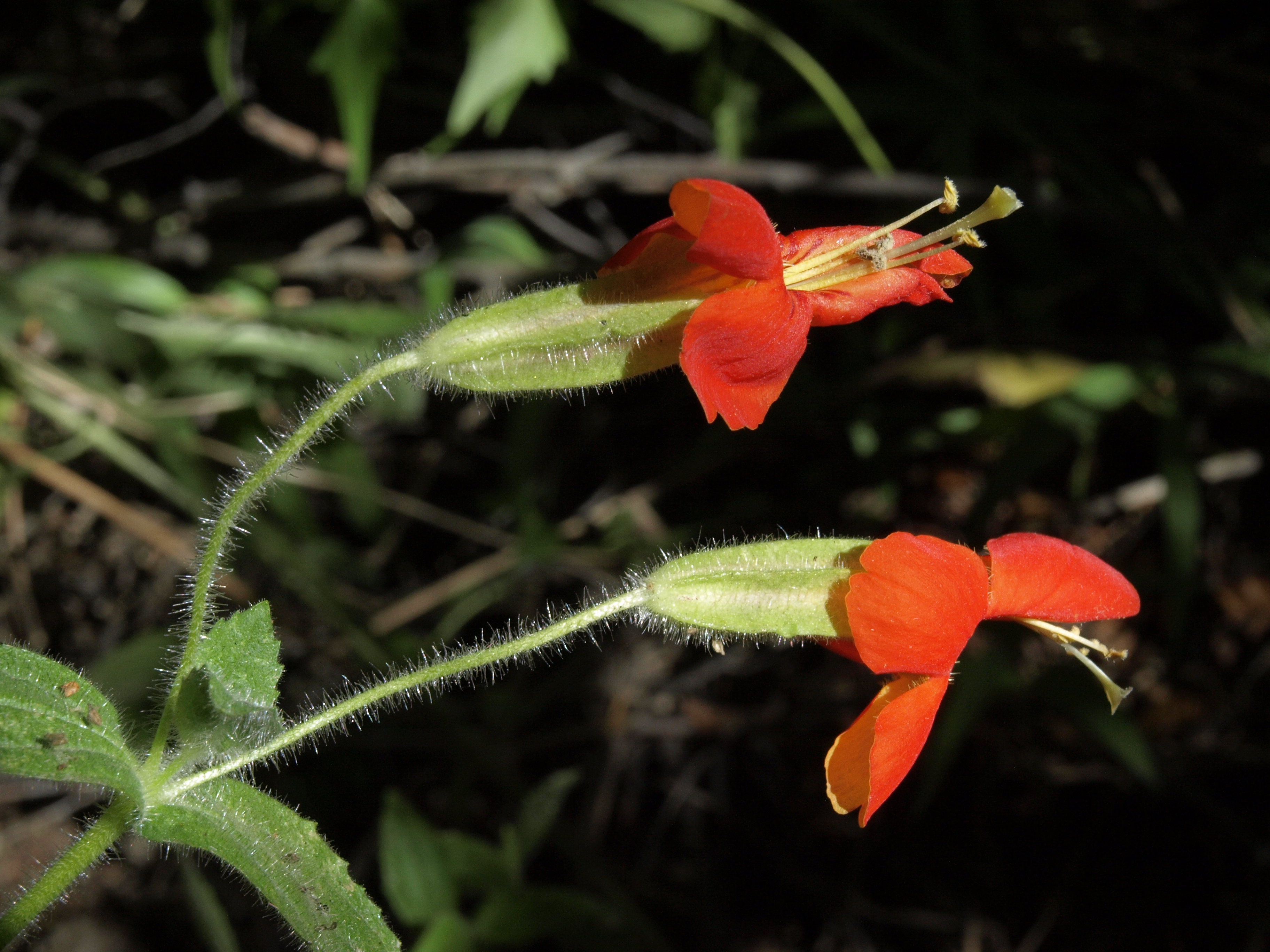 Scarlet Monkeyflower — photo 24