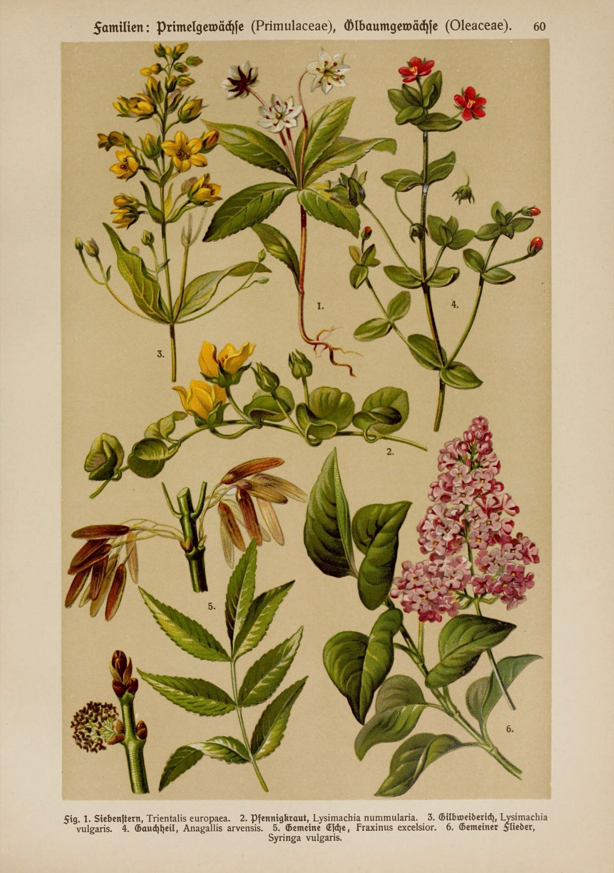 Scarlet Pimpernel — photo 6