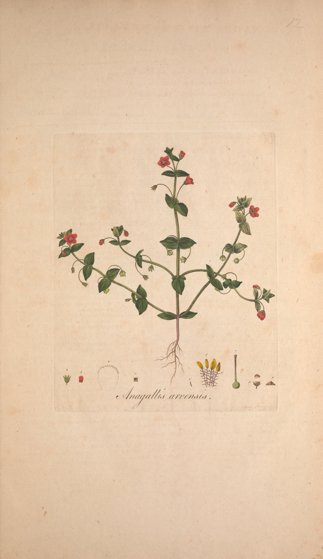 Scarlet Pimpernel — photo 7
