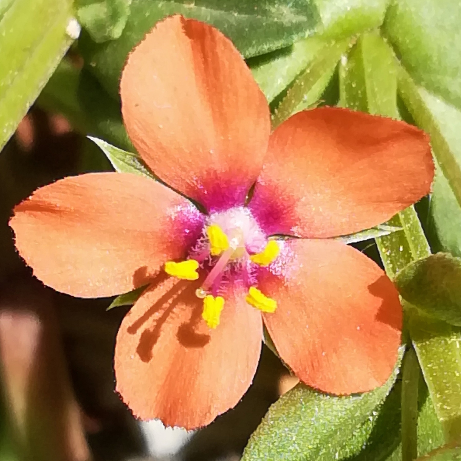 Scarlet Pimpernel — photo 8