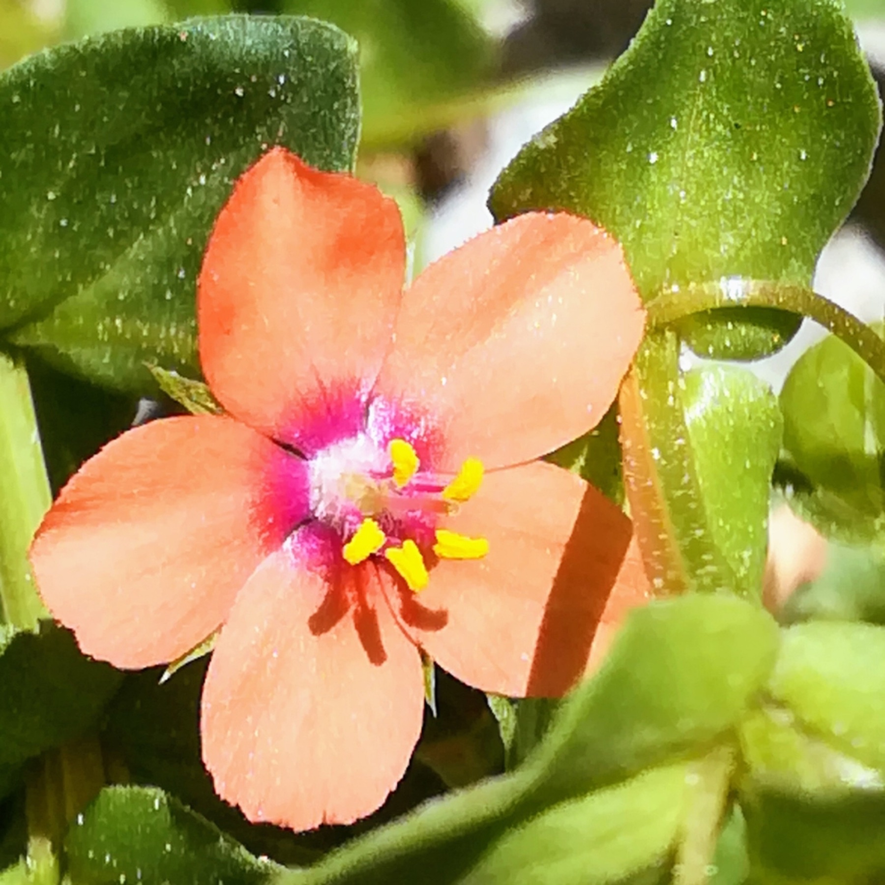 Scarlet Pimpernel — photo 9