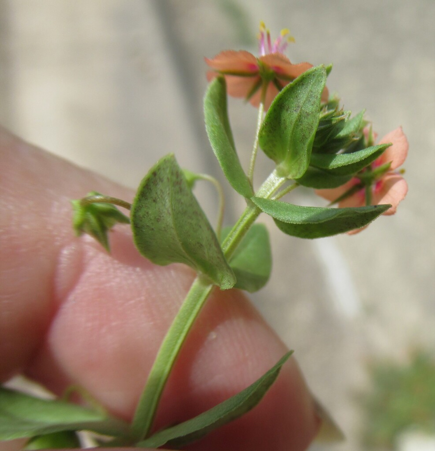 Scarlet Pimpernel — photo 10
