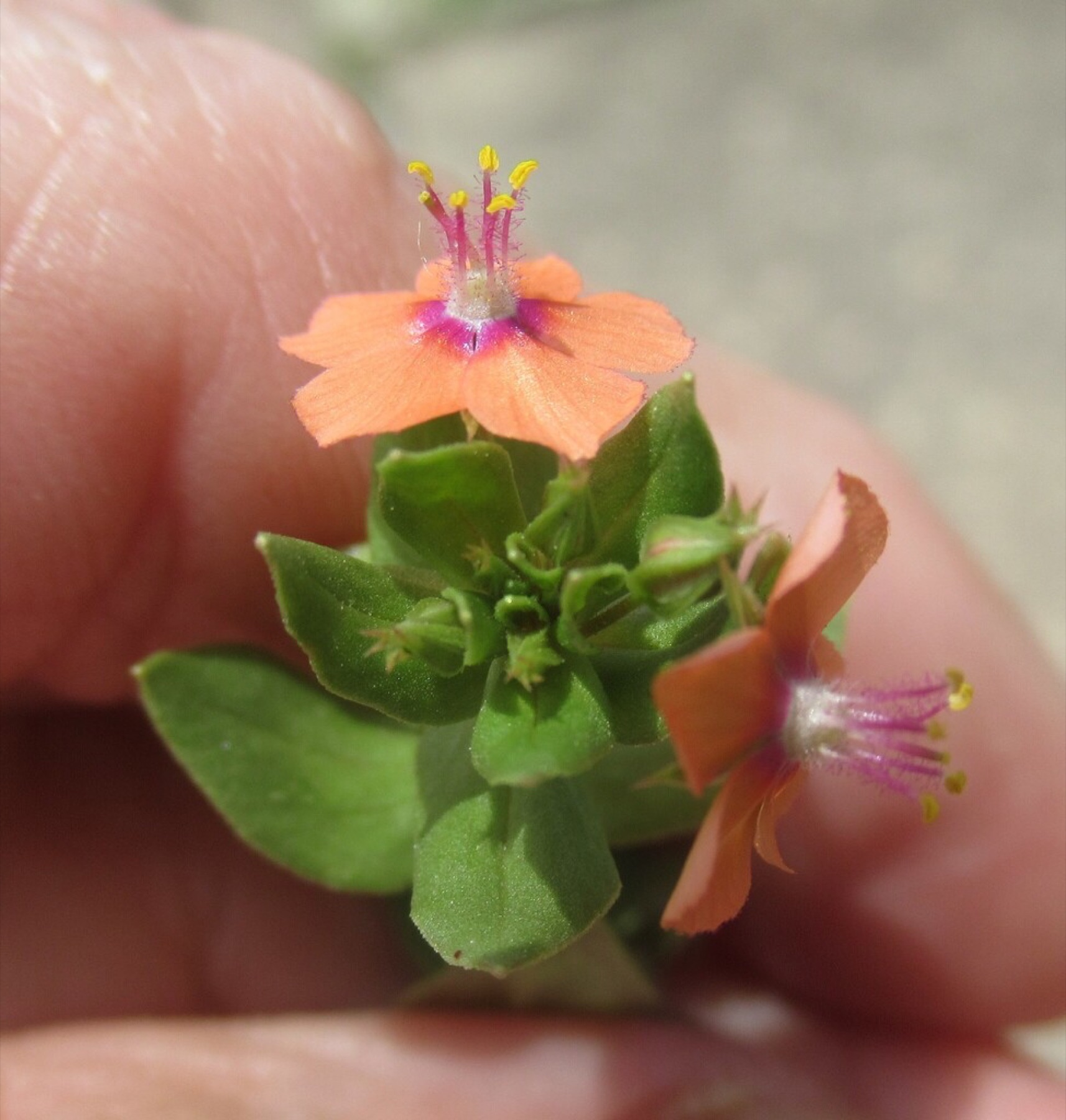 Scarlet Pimpernel — photo 11