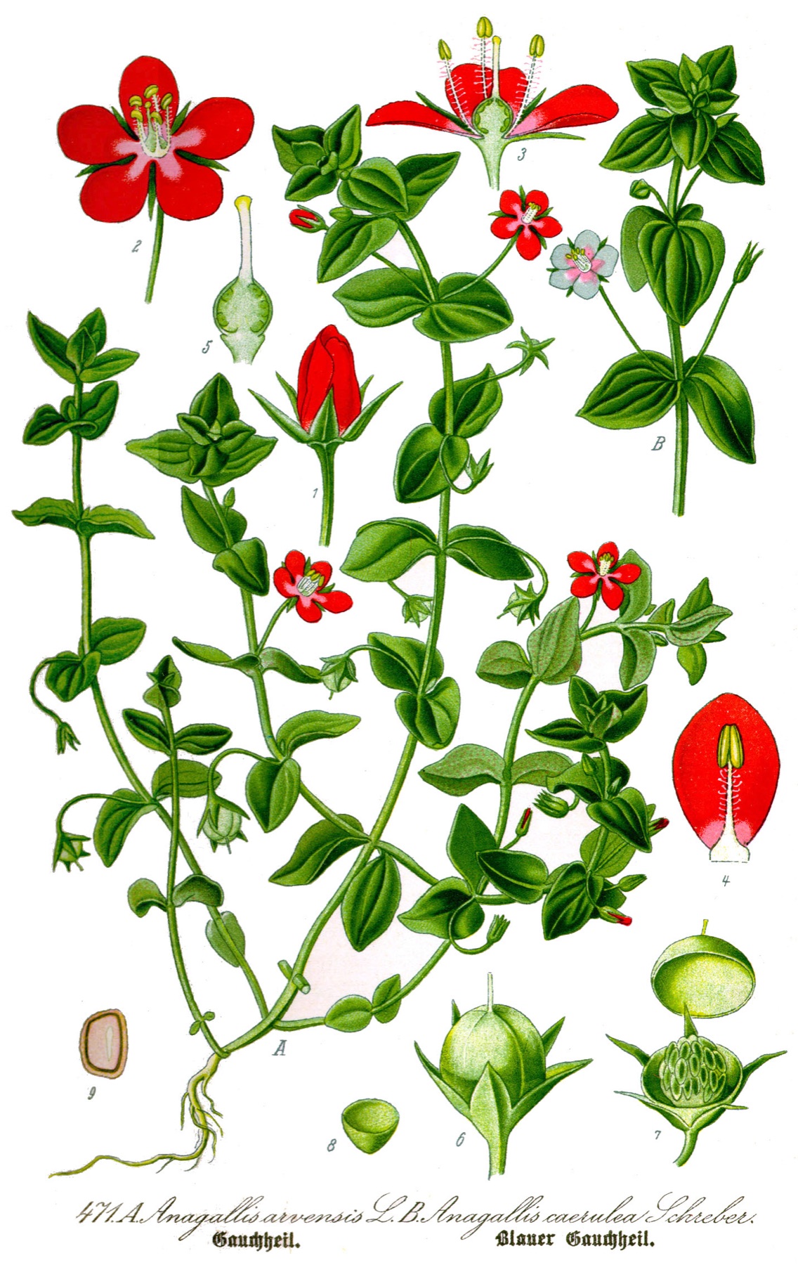 Scarlet Pimpernel — photo 12