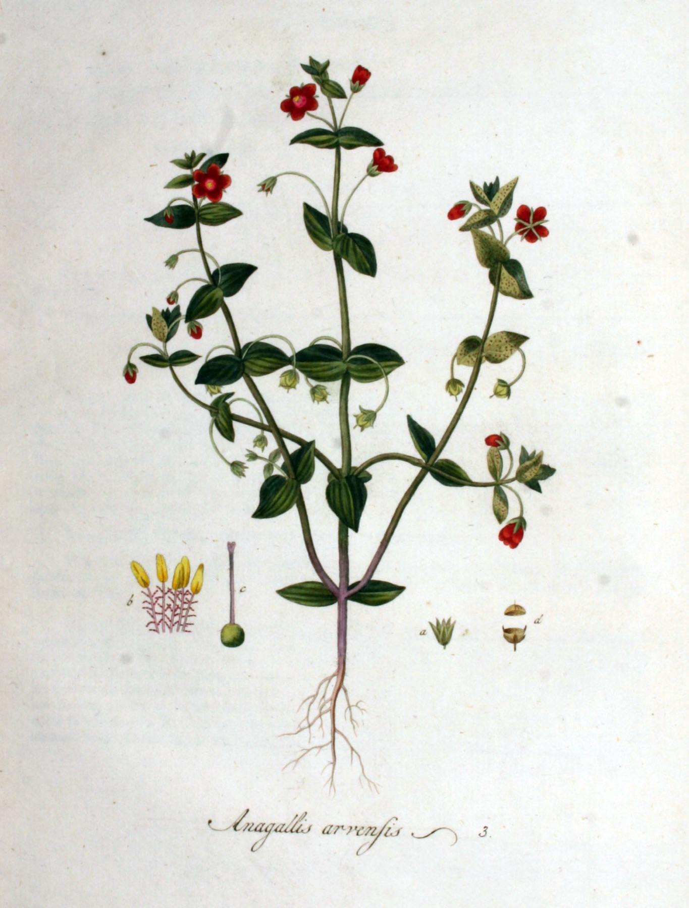 Scarlet Pimpernel — photo 13