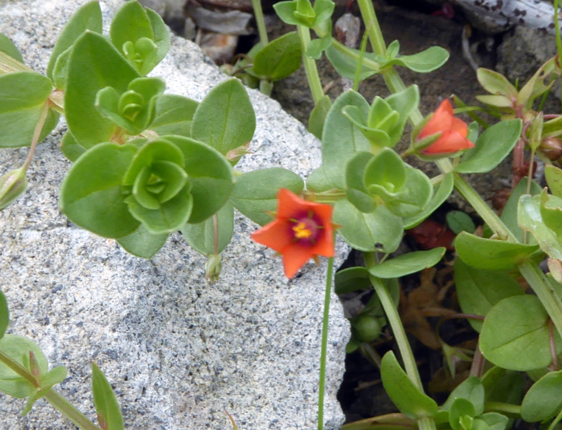 Scarlet Pimpernel — photo 14