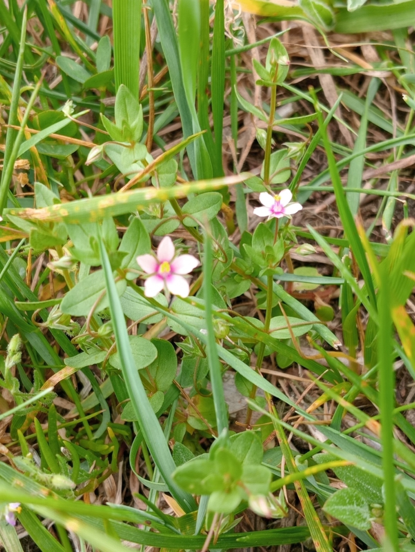 Scarlet Pimpernel — photo 15