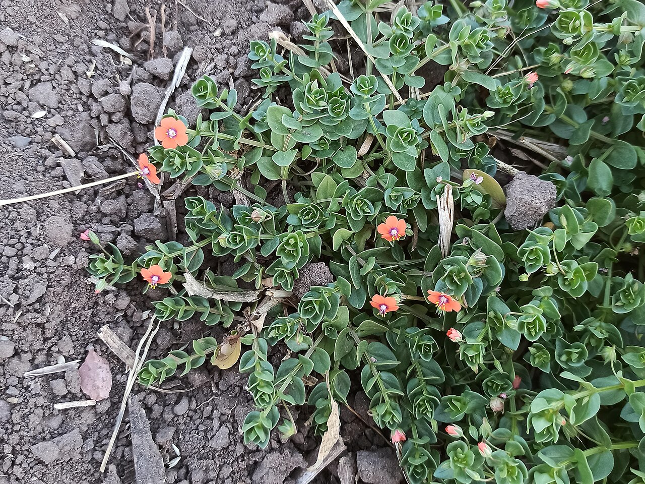 Scarlet Pimpernel — photo 24