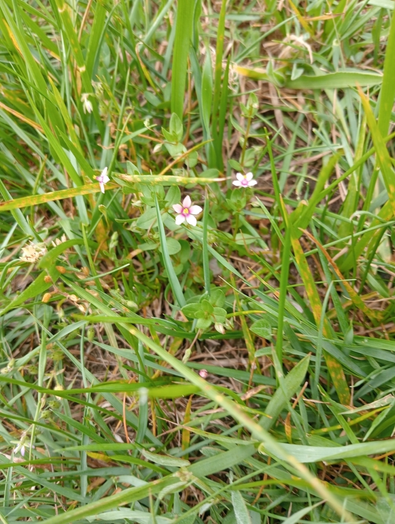 Scarlet Pimpernel — photo 16