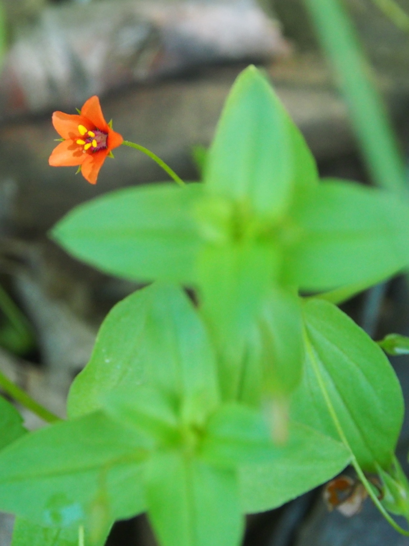 Scarlet Pimpernel — photo 17