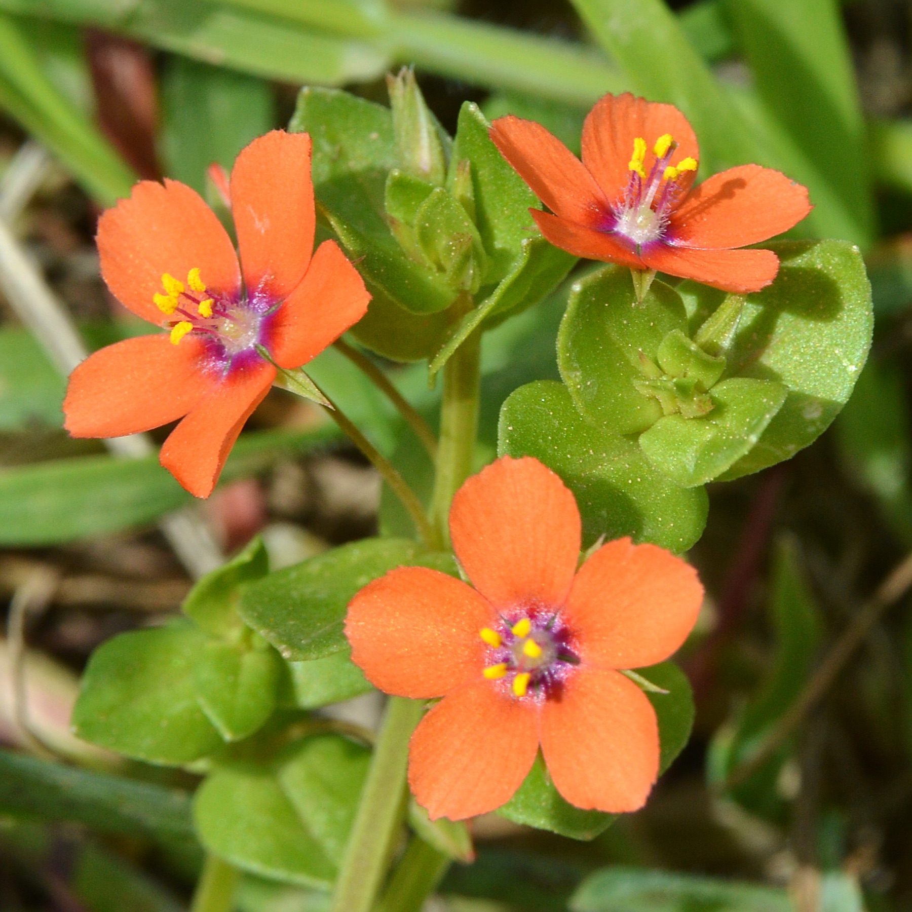 Scarlet Pimpernel — photo 19
