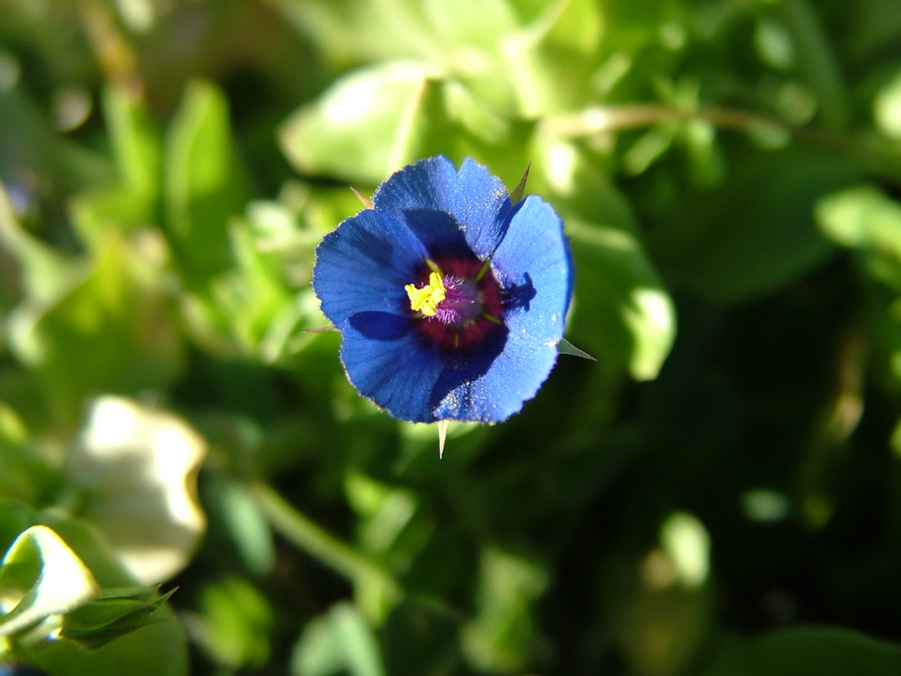 Scarlet Pimpernel — photo 20