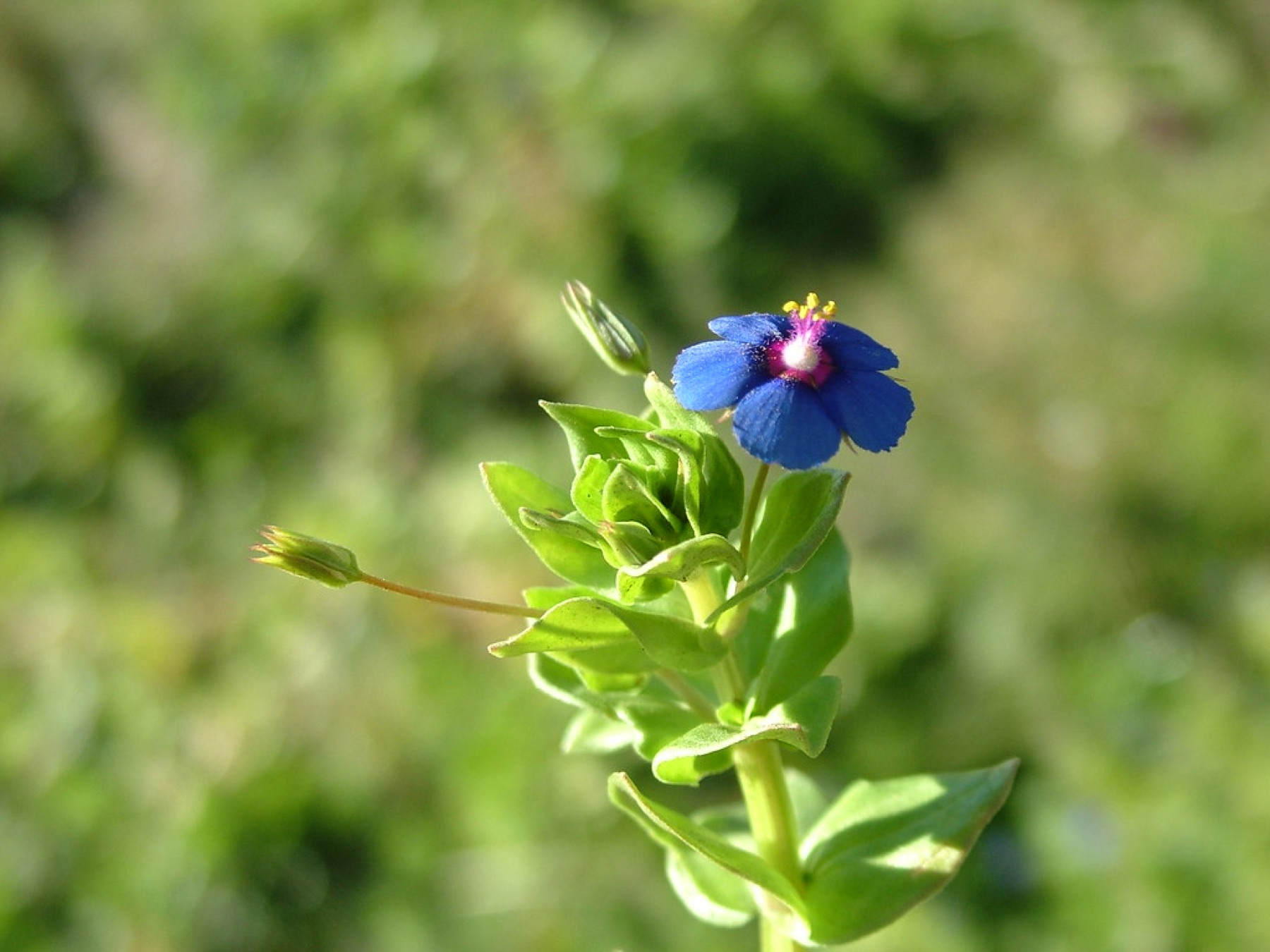 Scarlet Pimpernel — photo 21