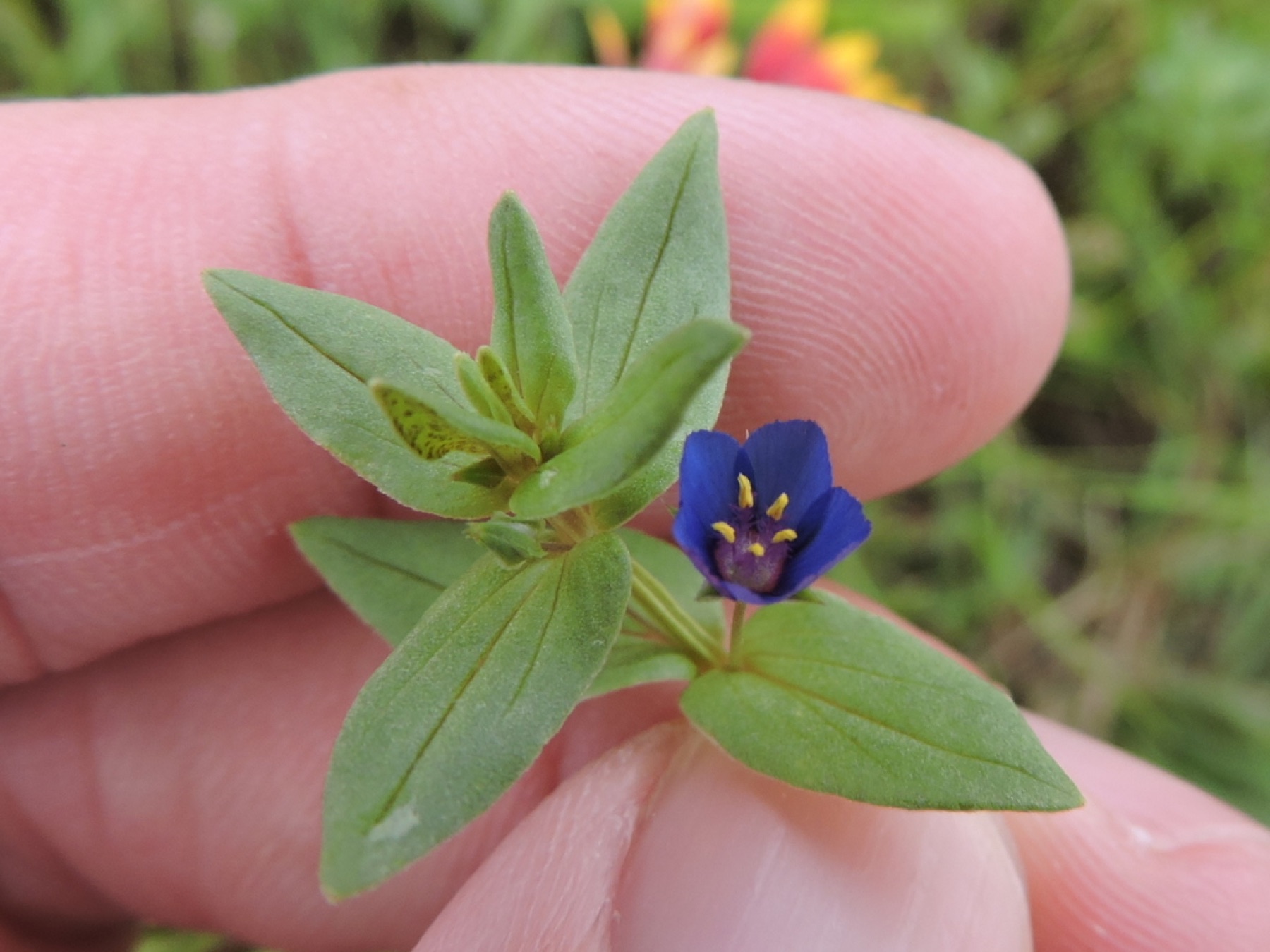 Scarlet Pimpernel — photo 22