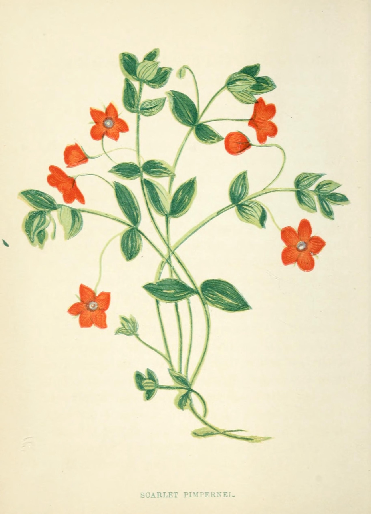 Scarlet Pimpernel