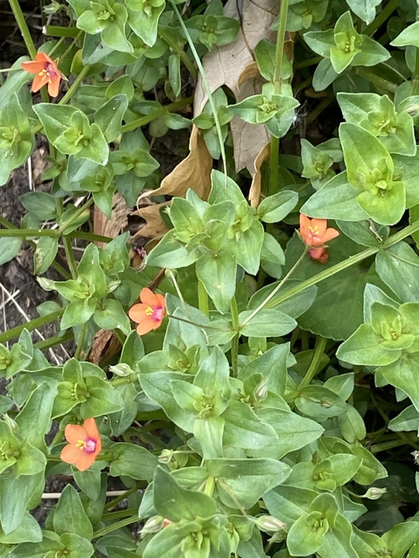Scarlet Pimpernel — photo 2