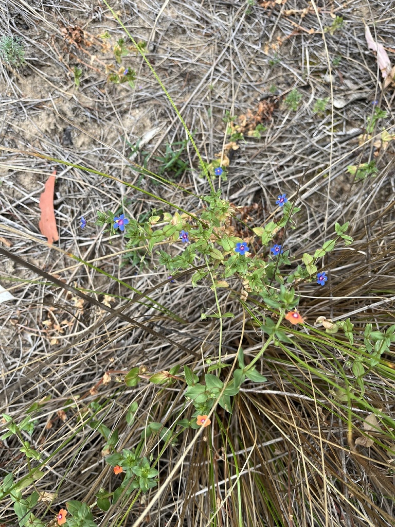 Scarlet Pimpernel — photo 3