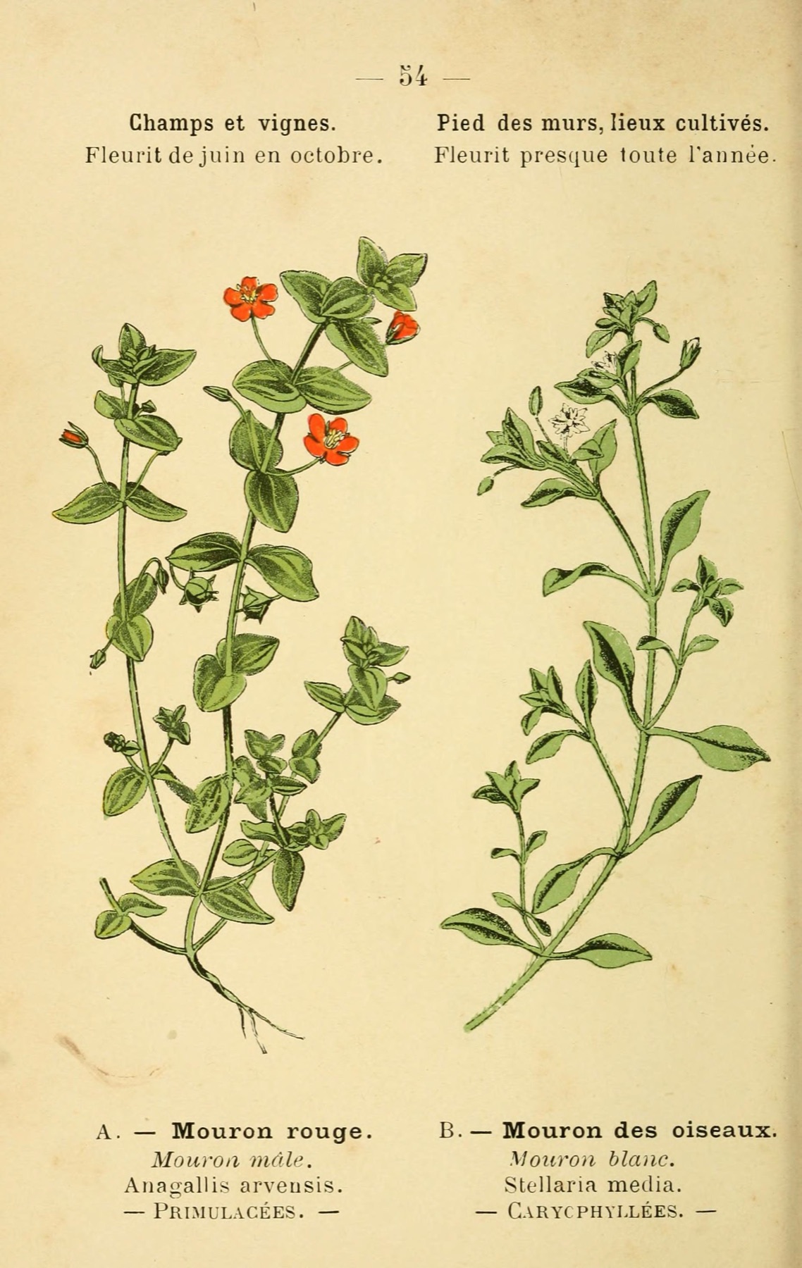 Scarlet Pimpernel — photo 4
