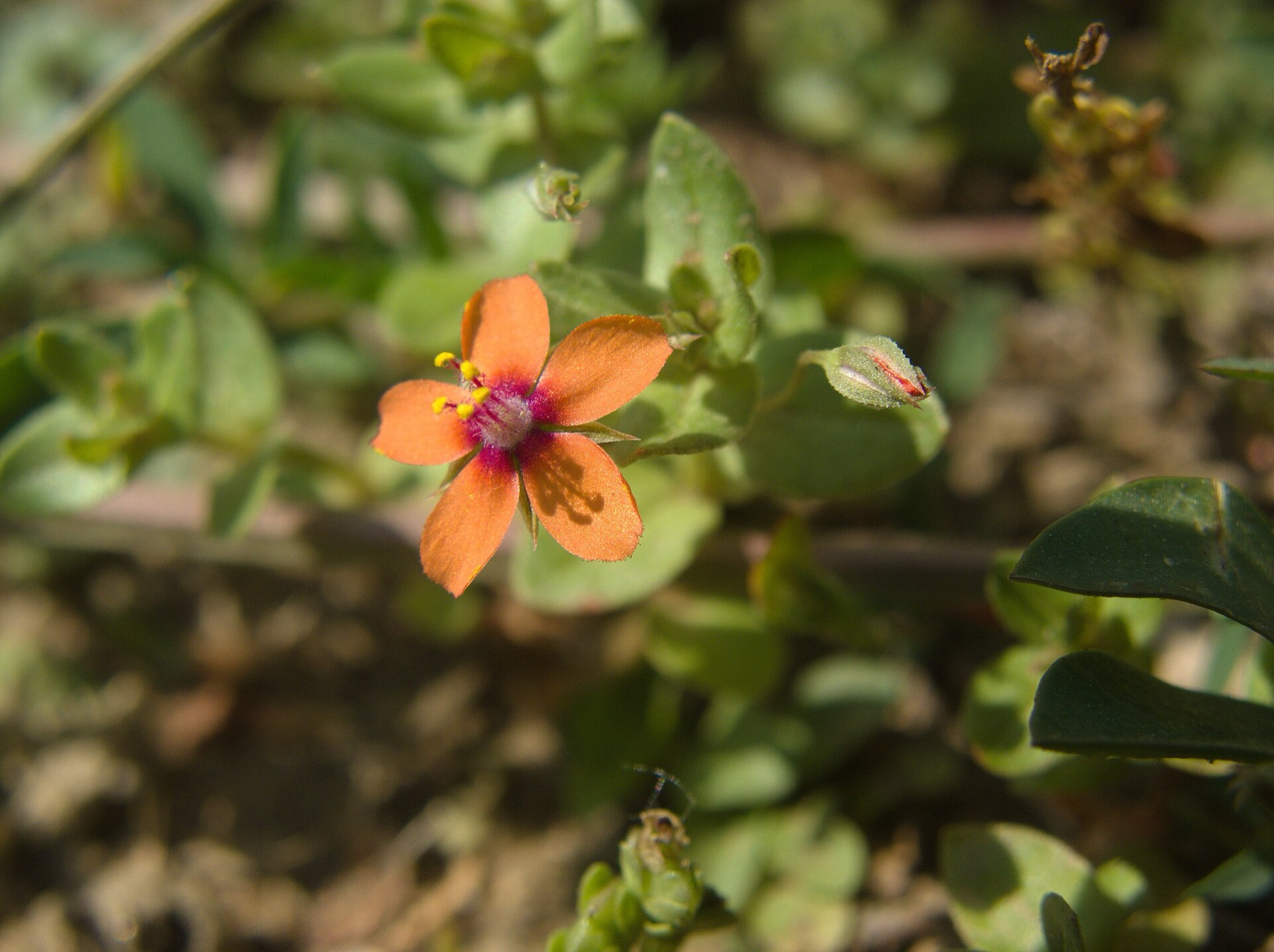 Scarlet Pimpernel — photo 5