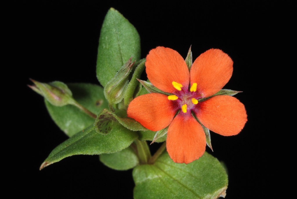Scarlet Pimpernel — photo 23