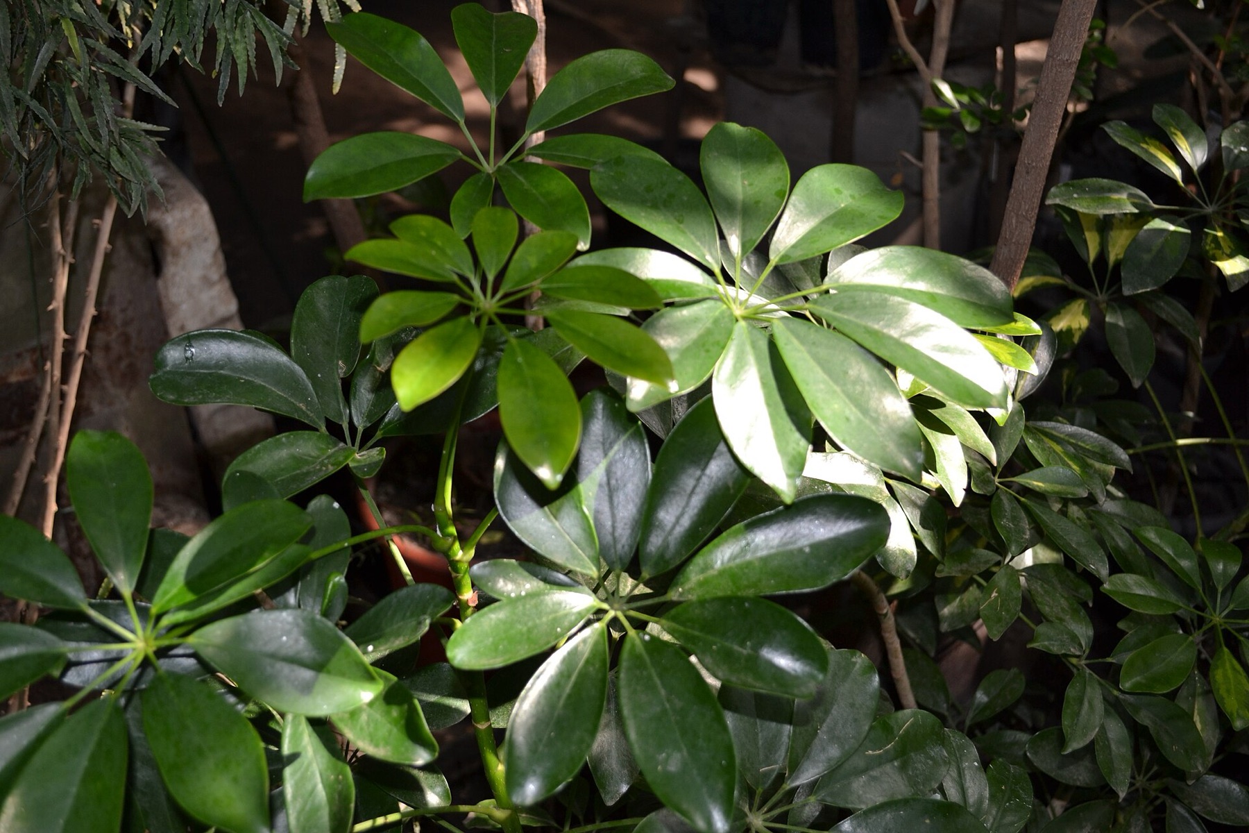 Schefflera — photo 6