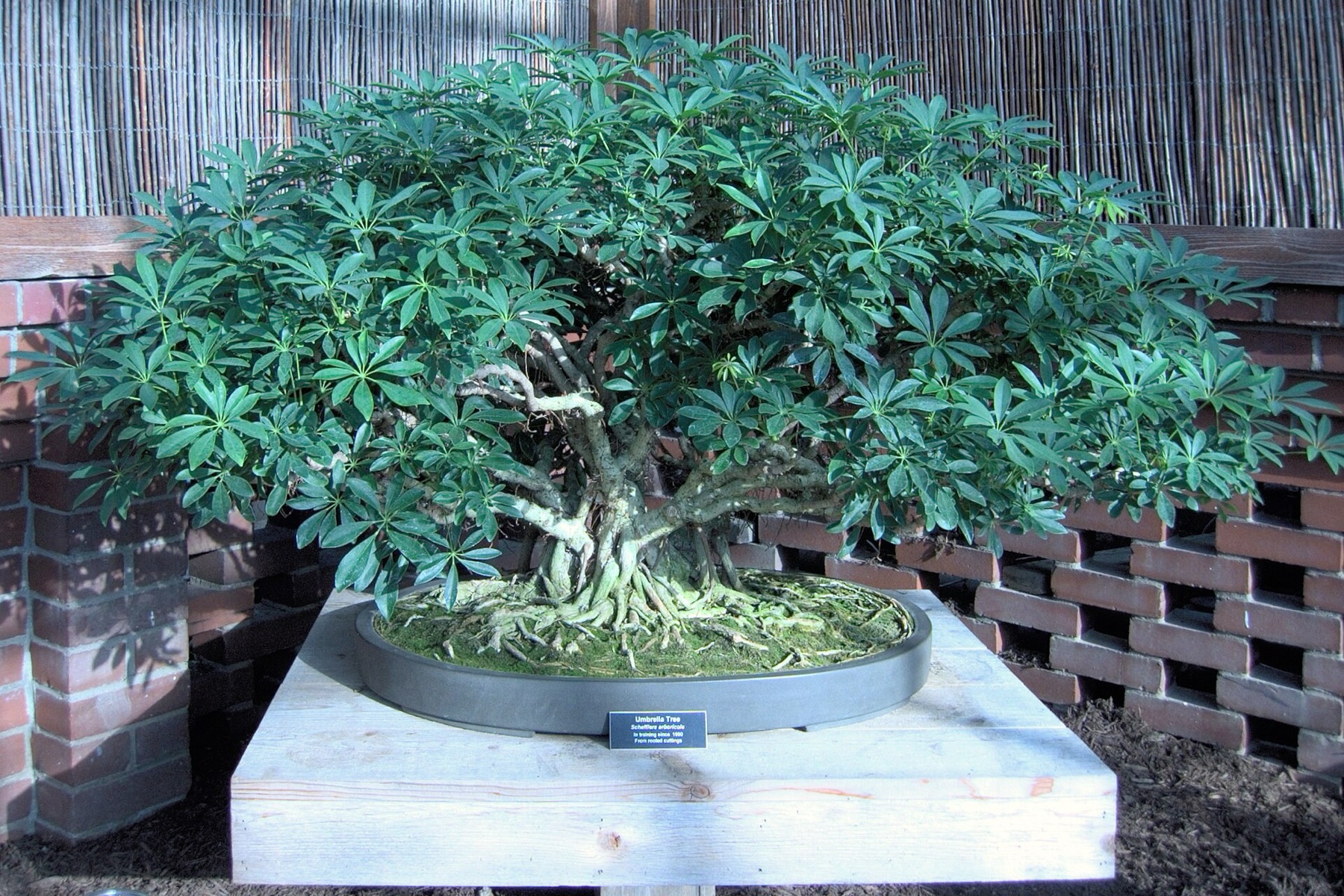Schefflera — photo 7