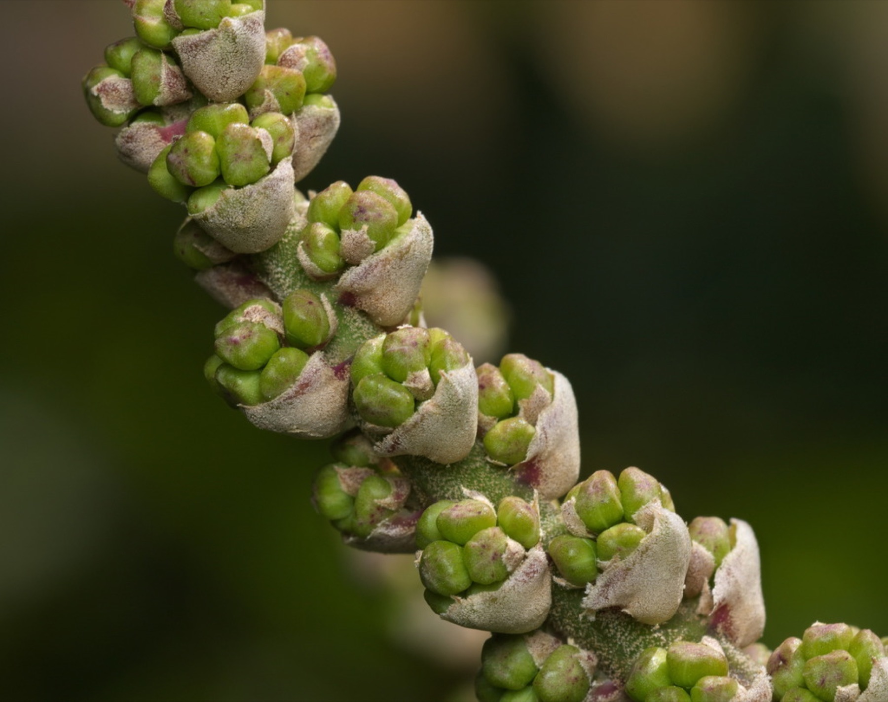 Schefflera — photo 8