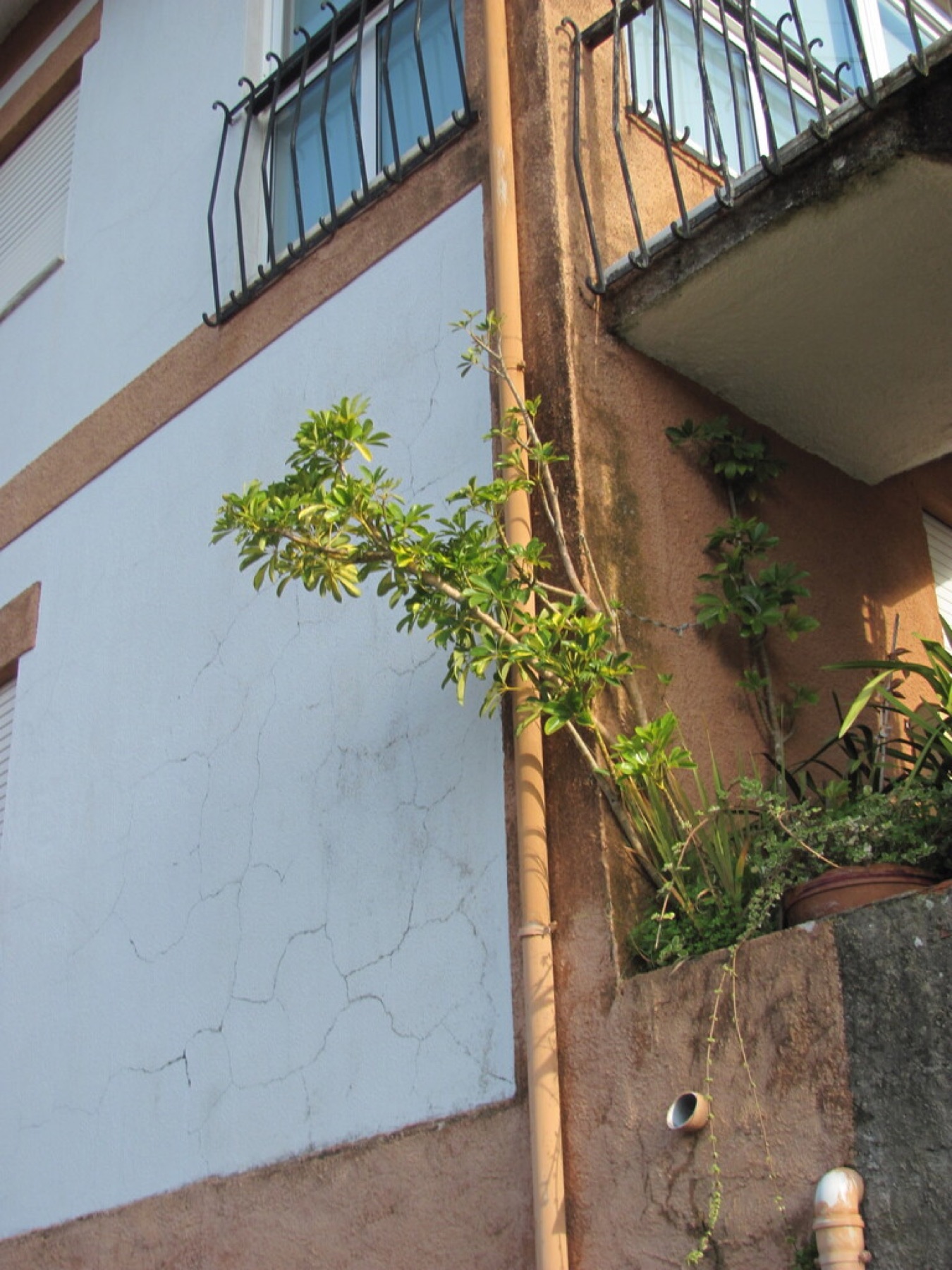 Schefflera — photo 9