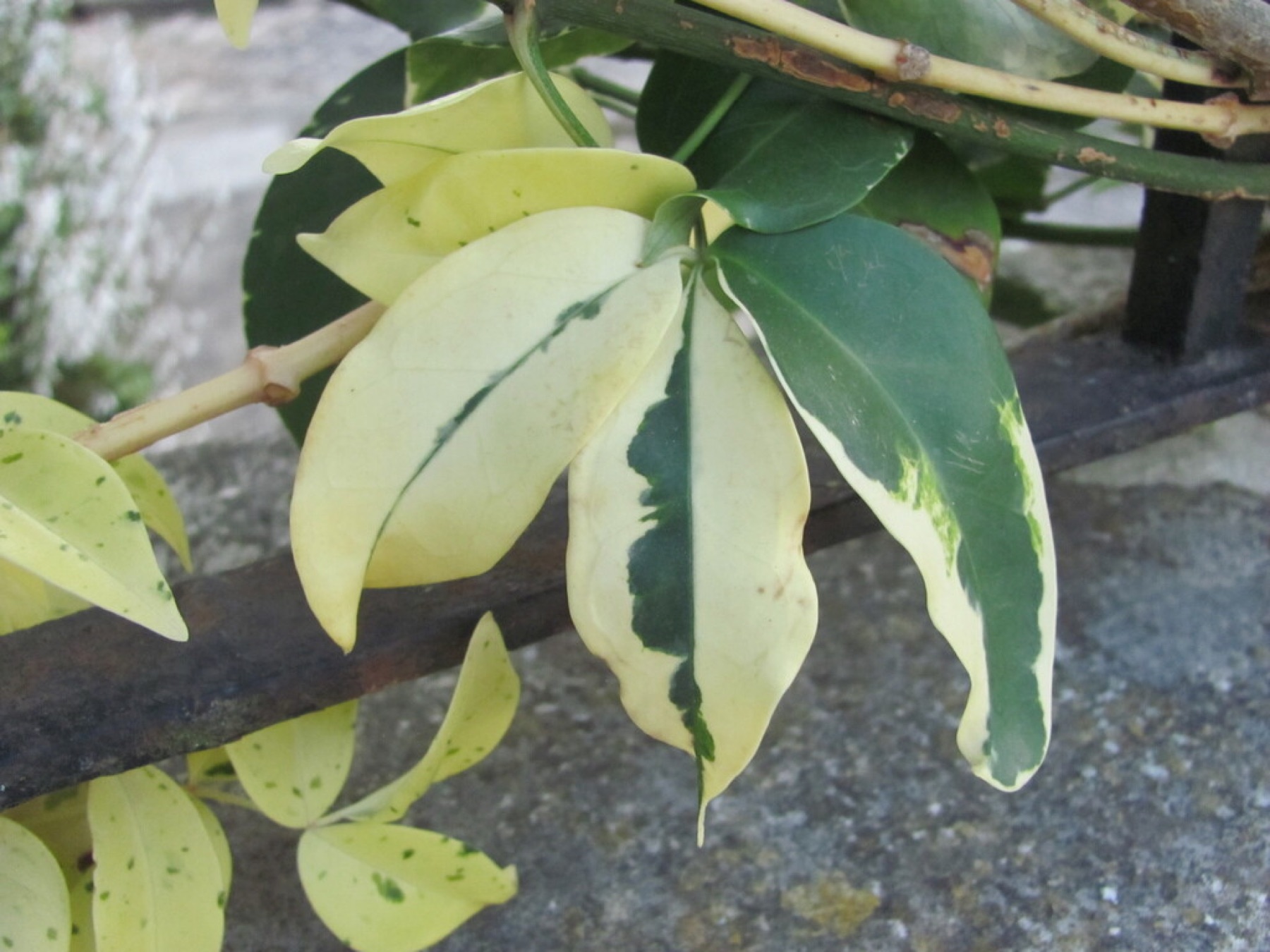 Schefflera — photo 10