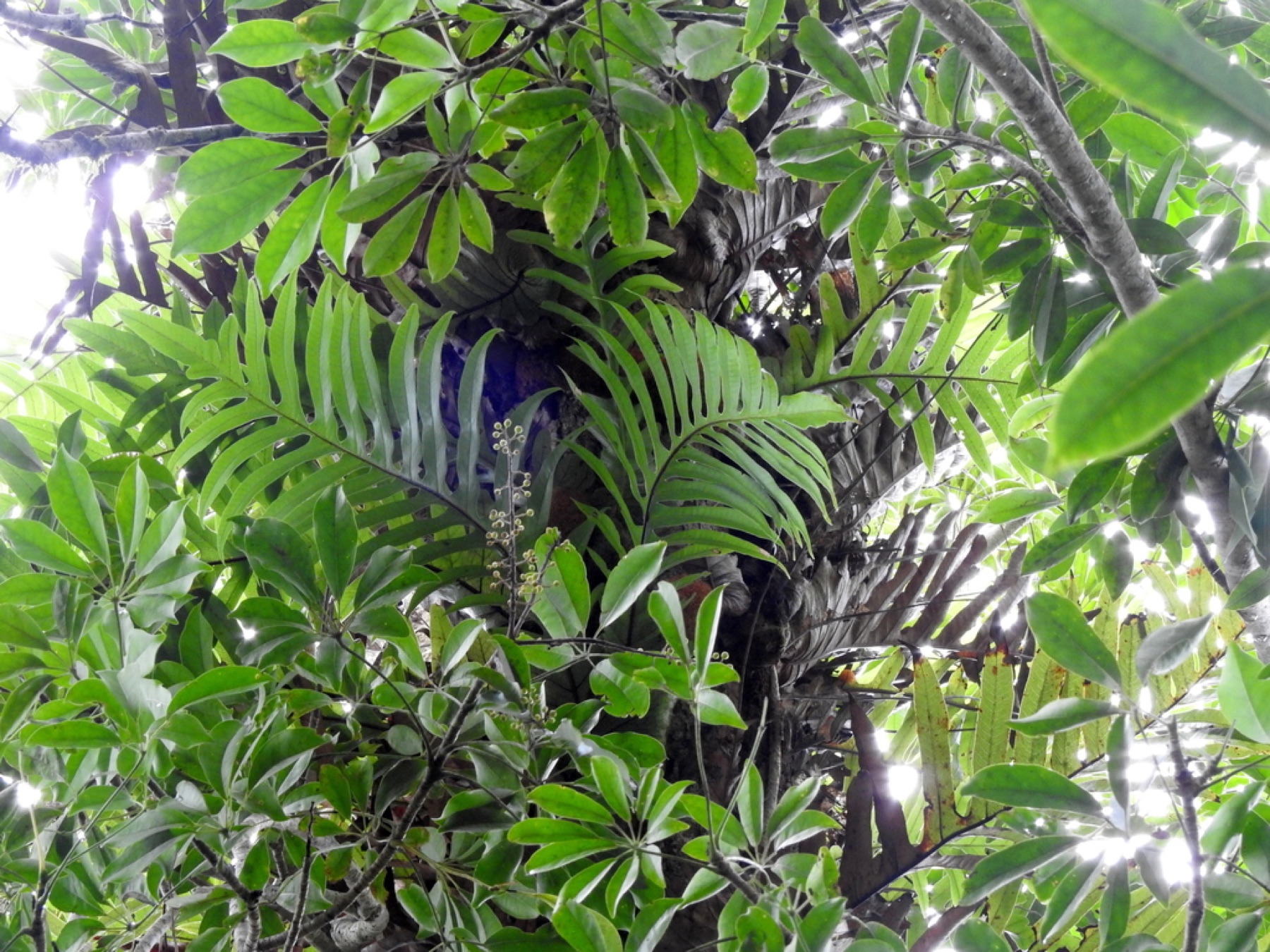 Schefflera — photo 11