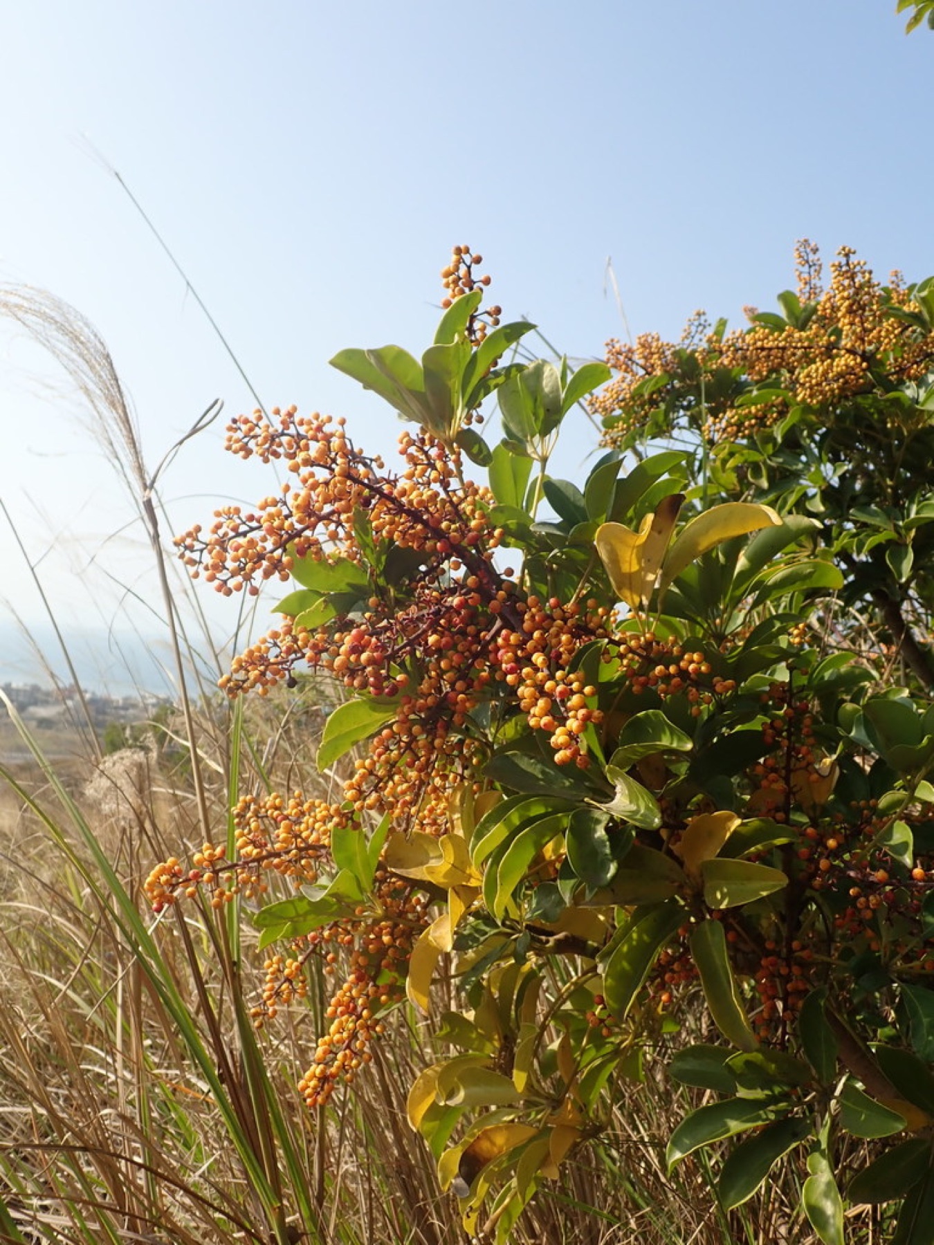Schefflera — photo 12