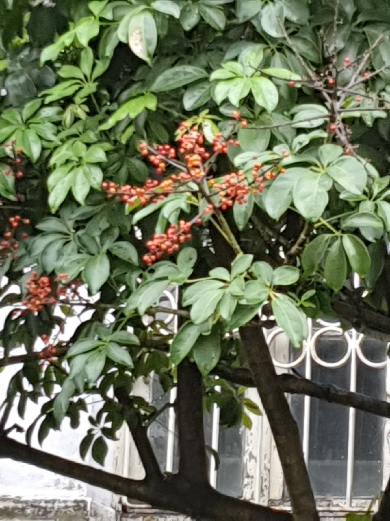 Schefflera — photo 13