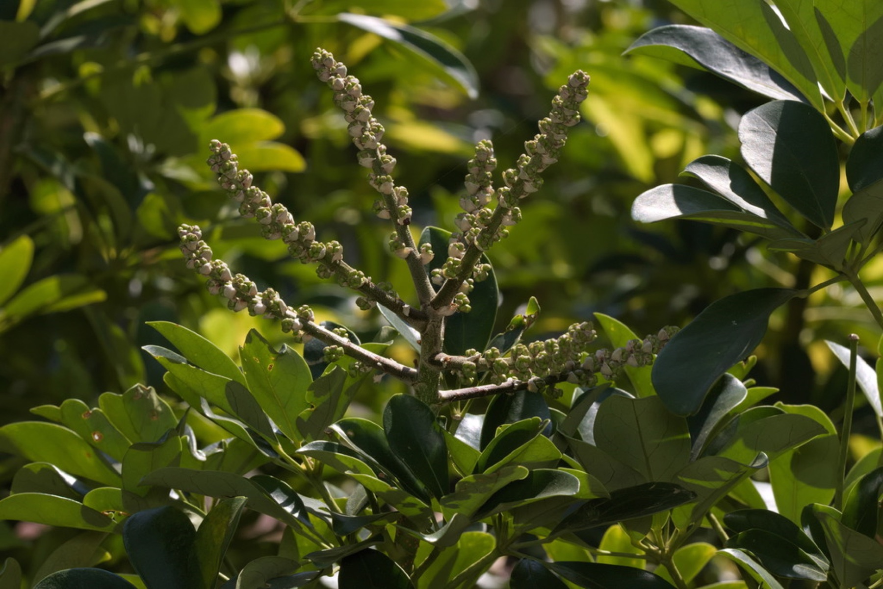 Schefflera — photo 14
