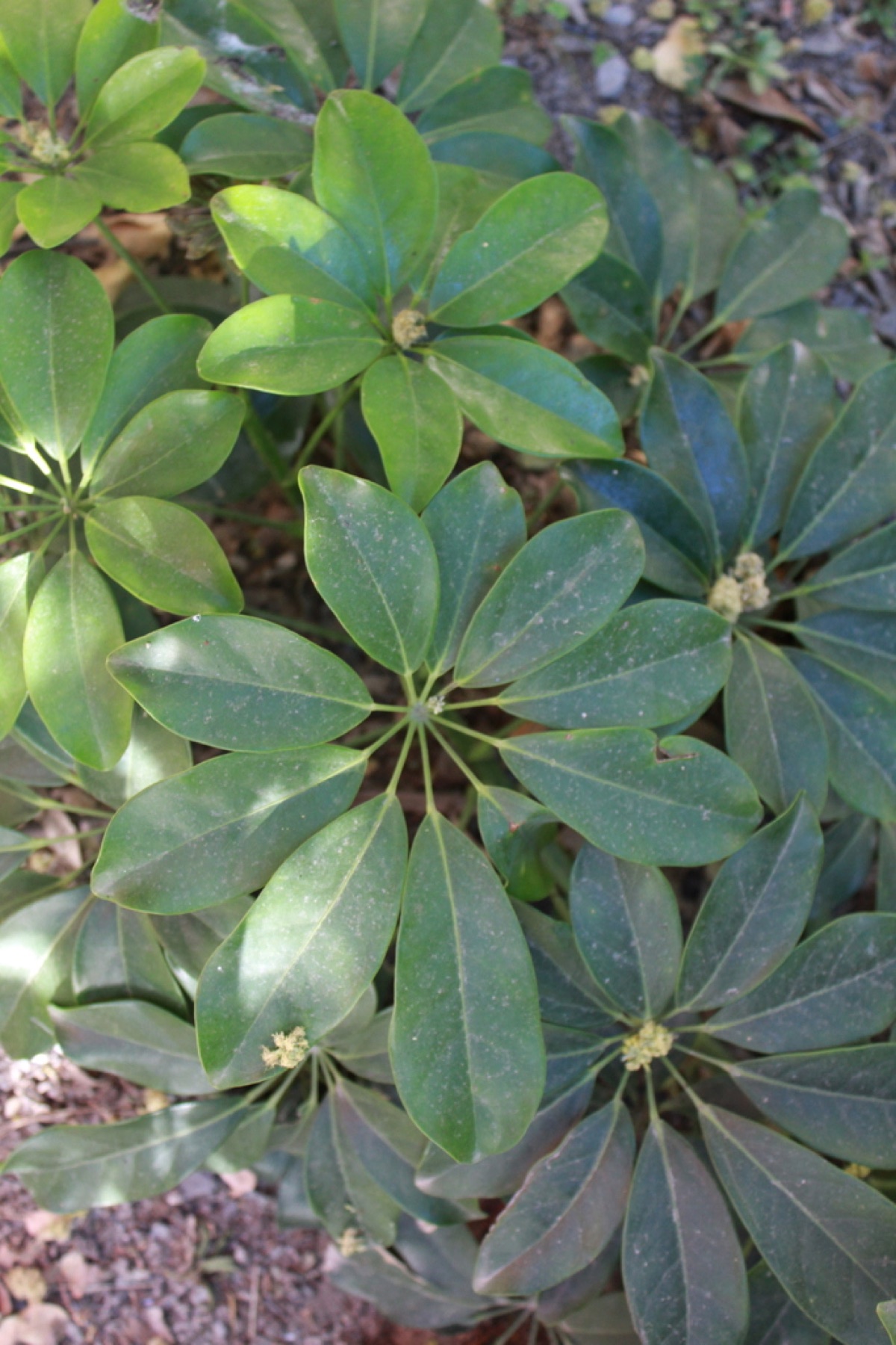 Schefflera — photo 15