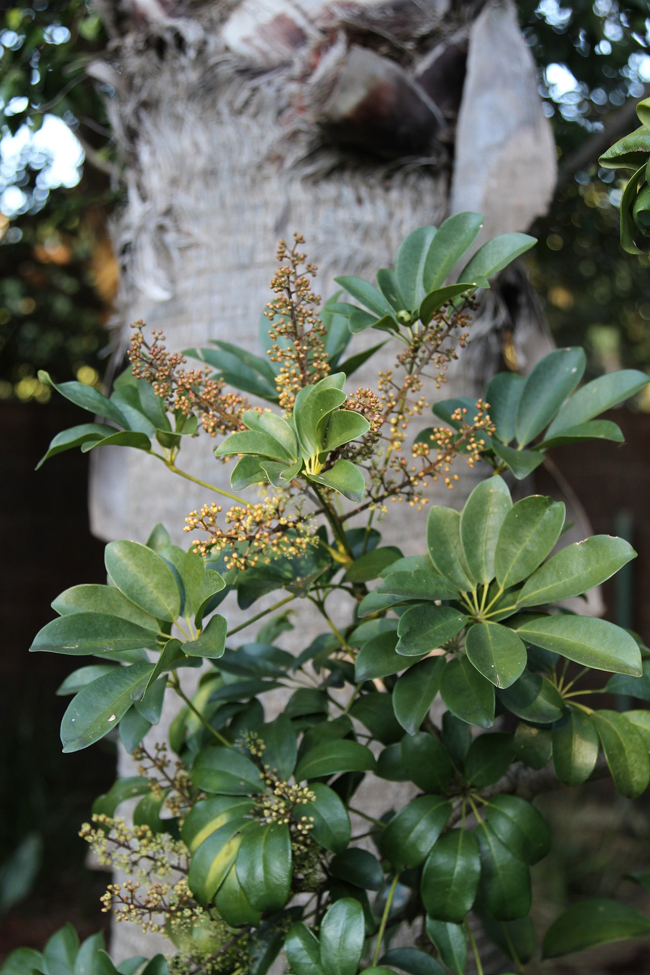 Schefflera — photo 24