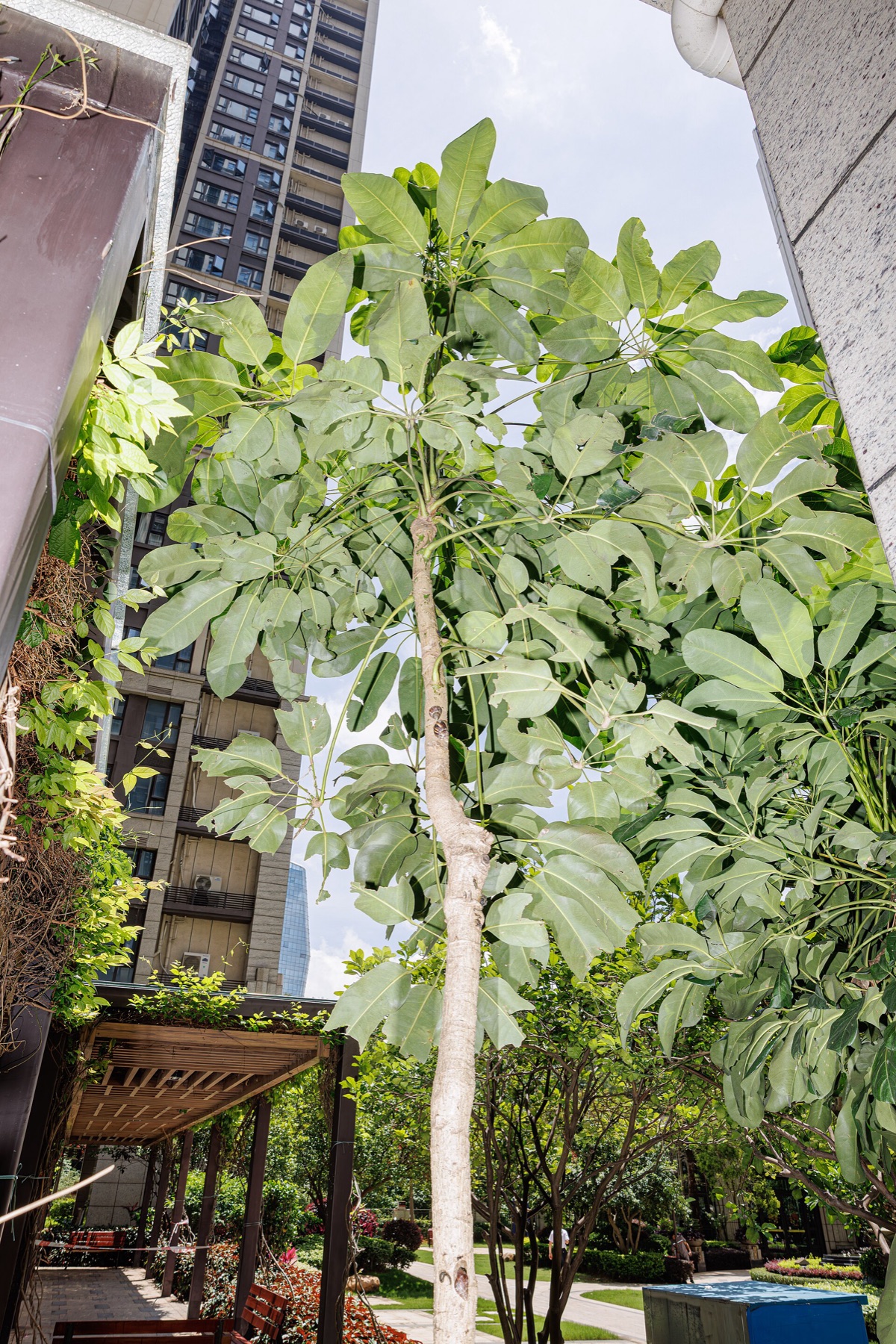 Schefflera — photo 16
