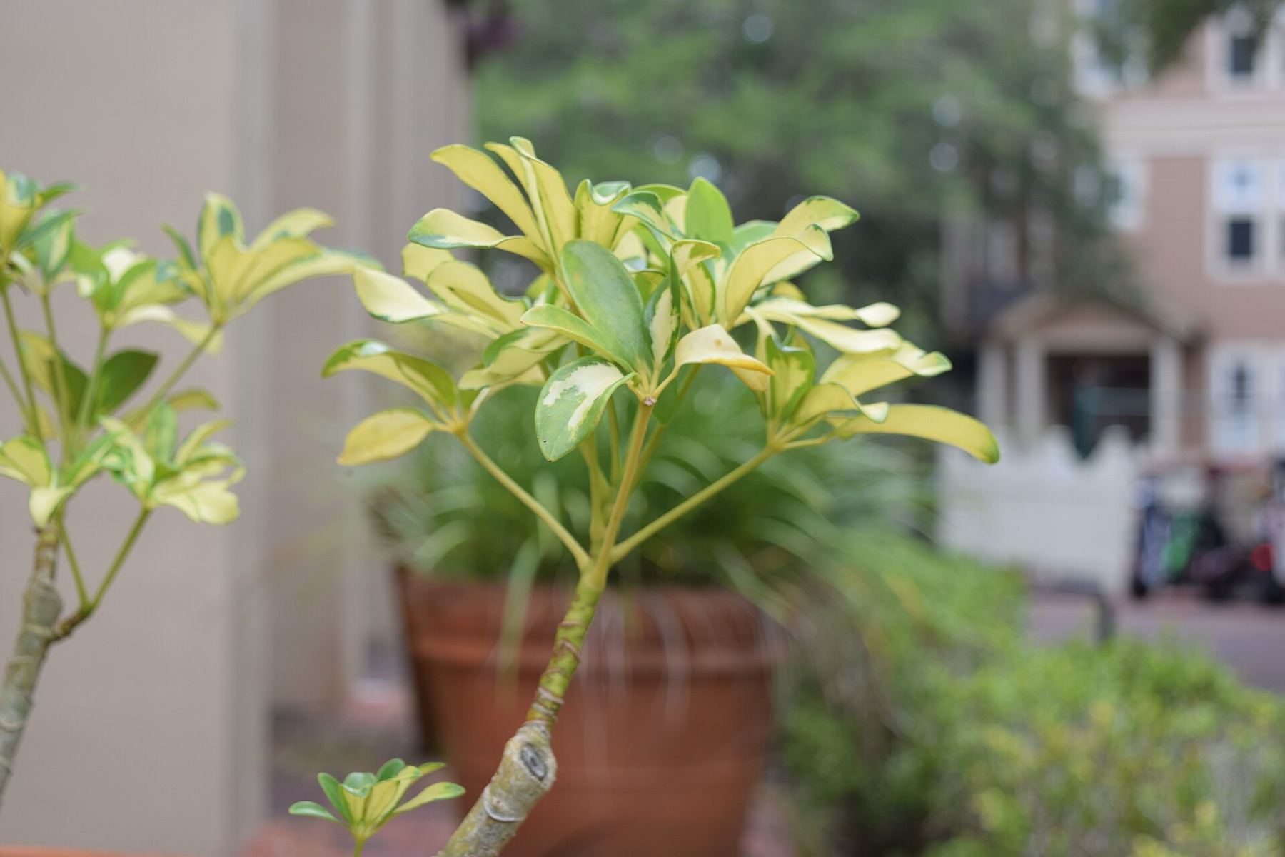 Schefflera — photo 17