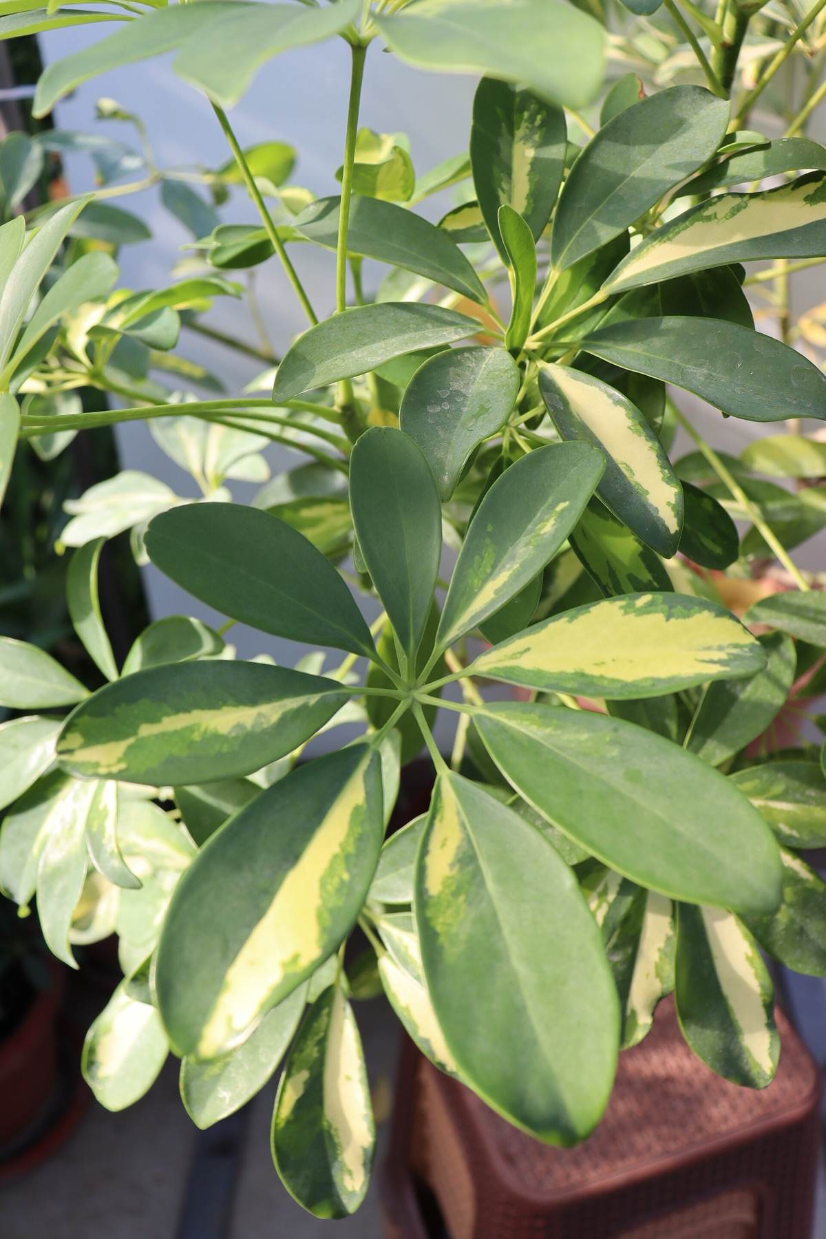 Schefflera — photo 18