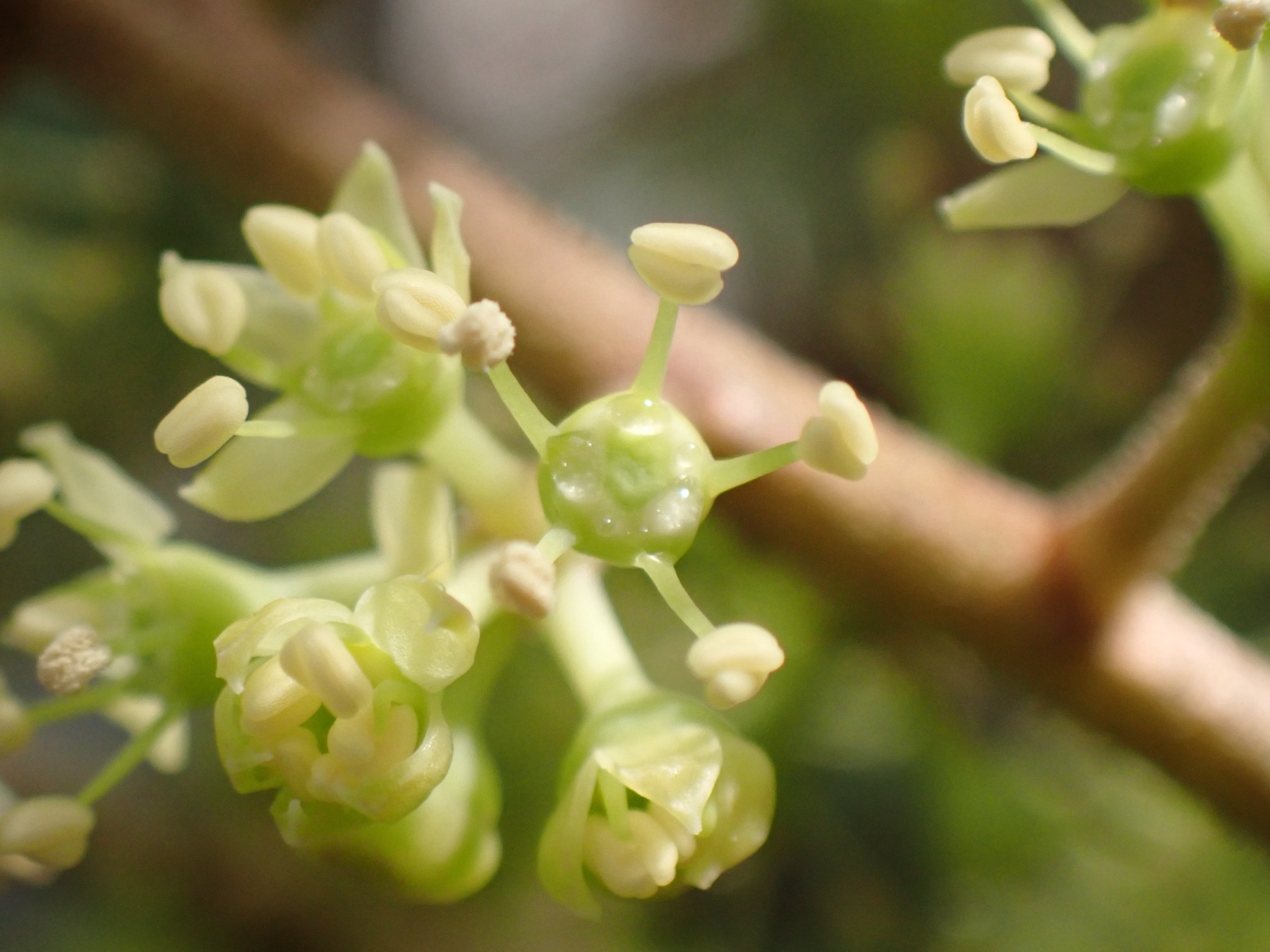 Schefflera — photo 19